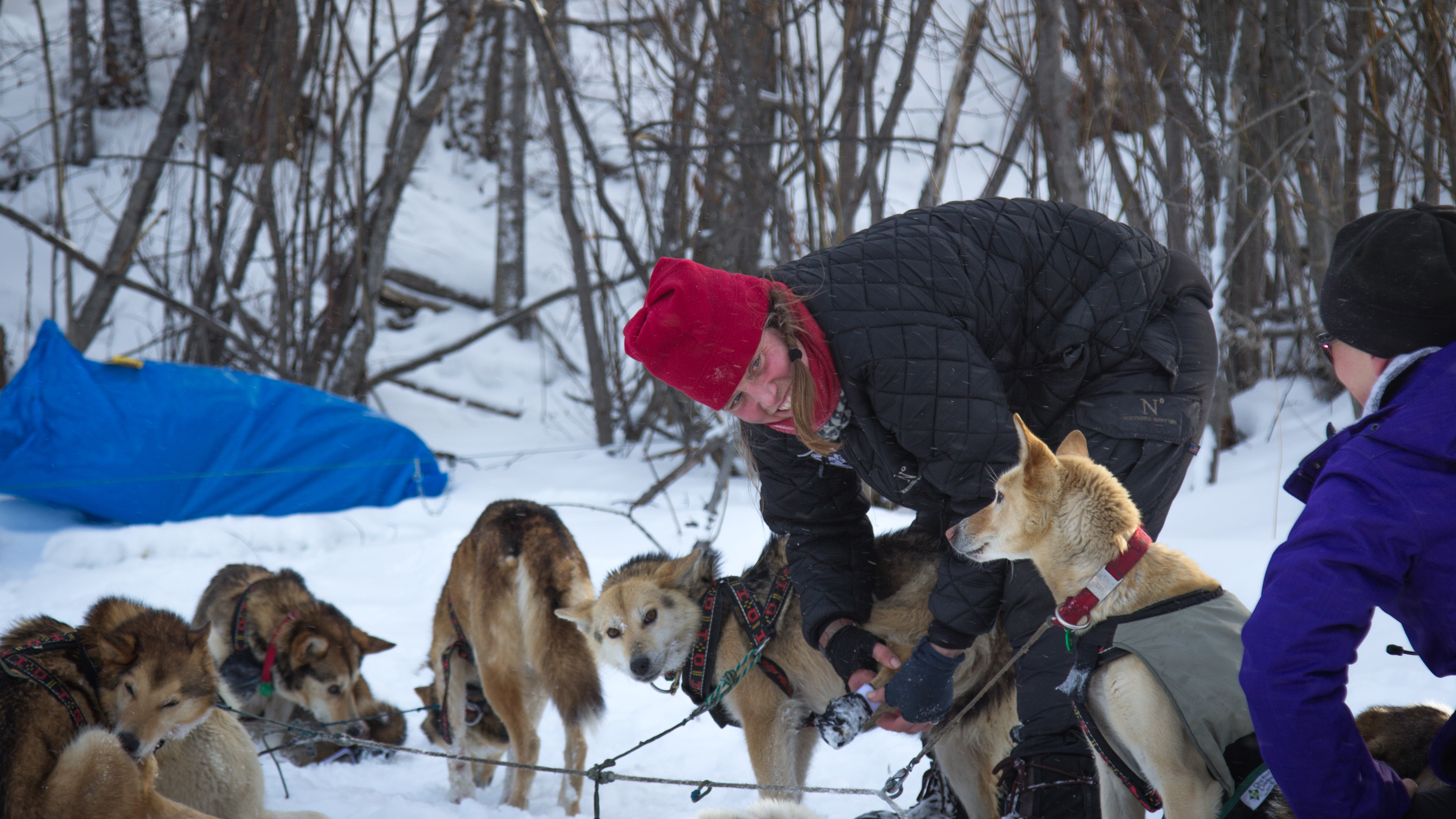 leon missing iditarod dog