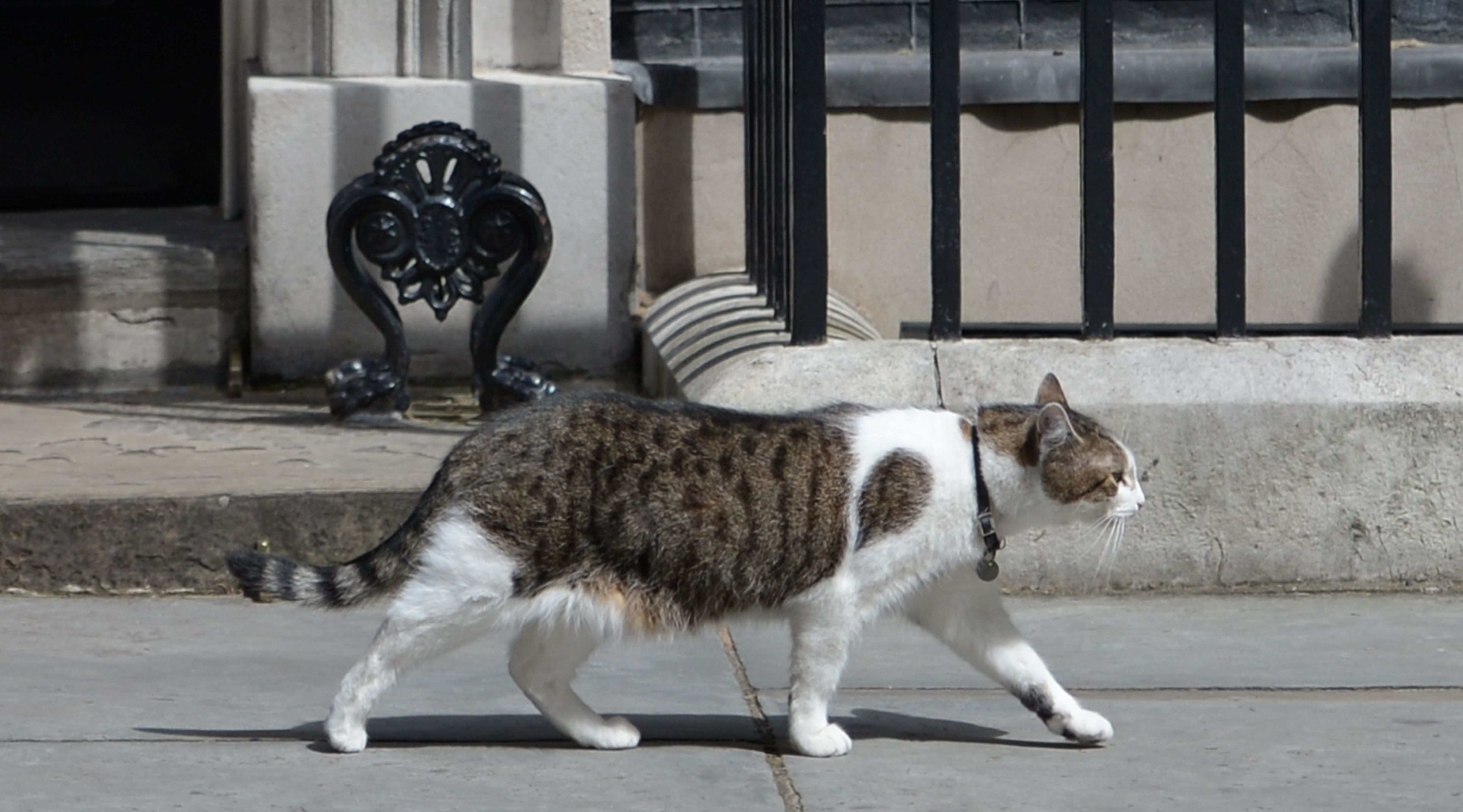 Larry The Cat Taken To Vet For Injury, Expected To Make Full Recovery