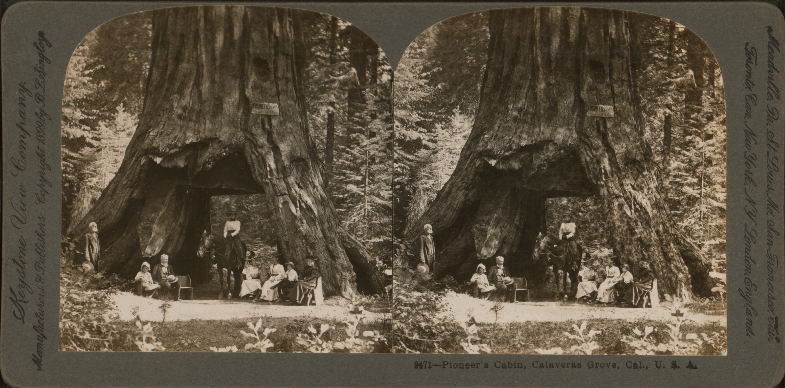 Iconic Sequoia Tunnel Tree Brought Down By California Storm