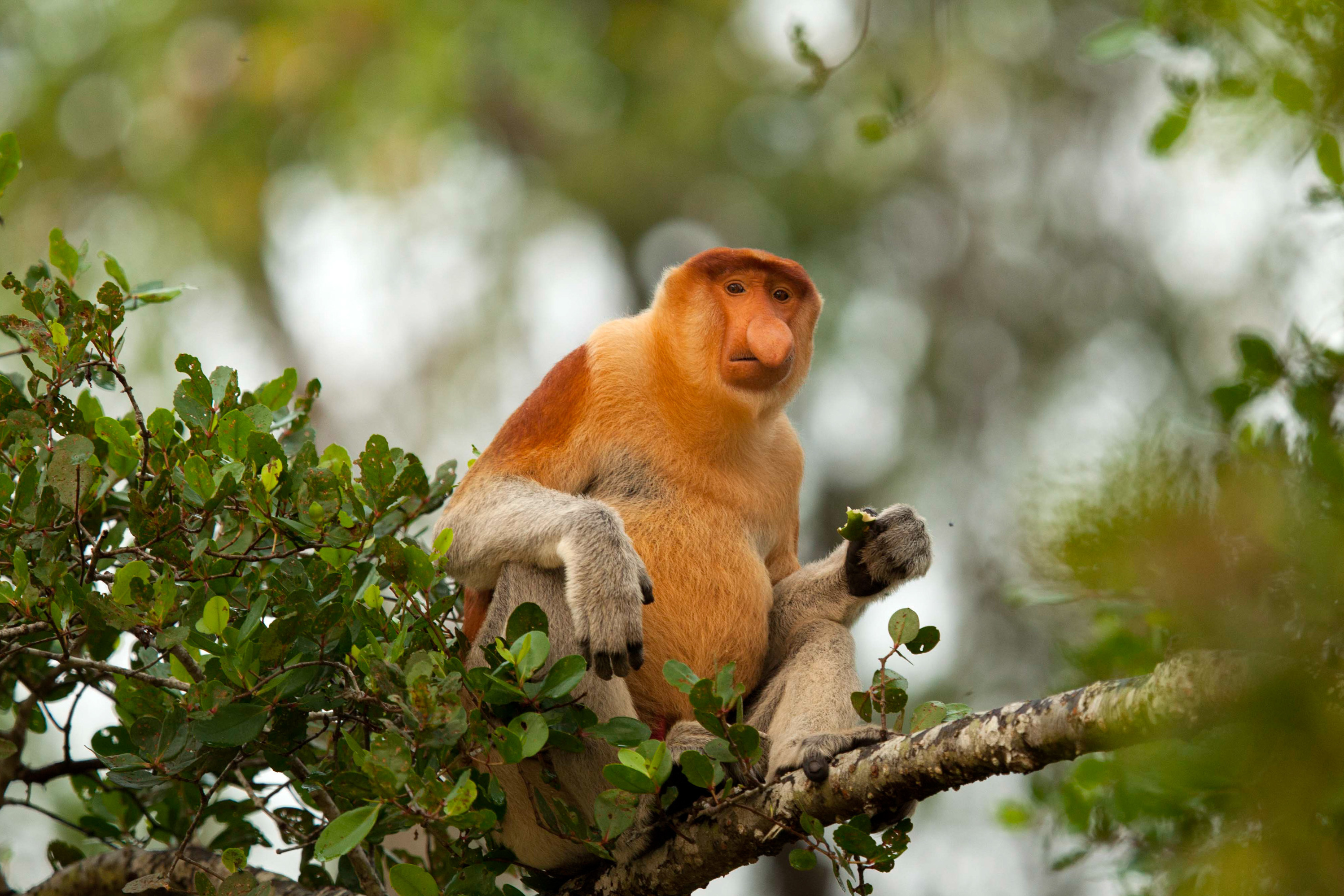 гелада. животные калимантана. Proboscis monkey funny. обезьяна с калимантана. обезьяна паук.