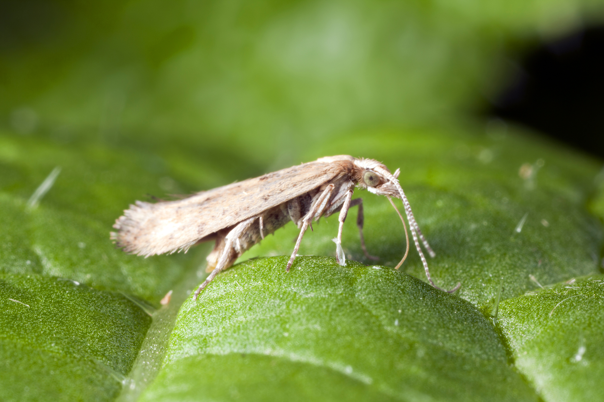 Капустная моль. Гусеницы капустной моли Plutella xylostella. Платяная моль (Tineola bisselliella). Капустная моль Plutella maculipennis.