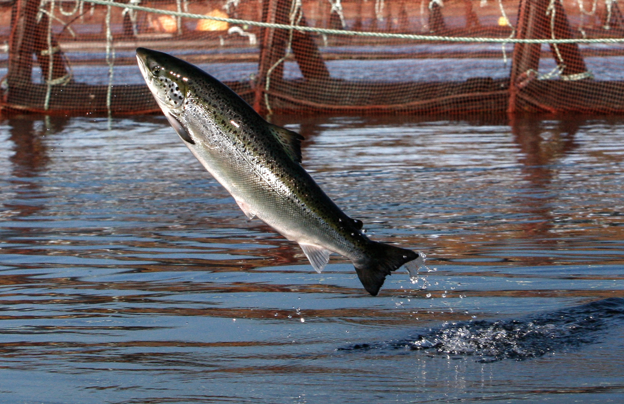 Why Are Atlantic Salmon Being Farmed In The Northwest? Colorado