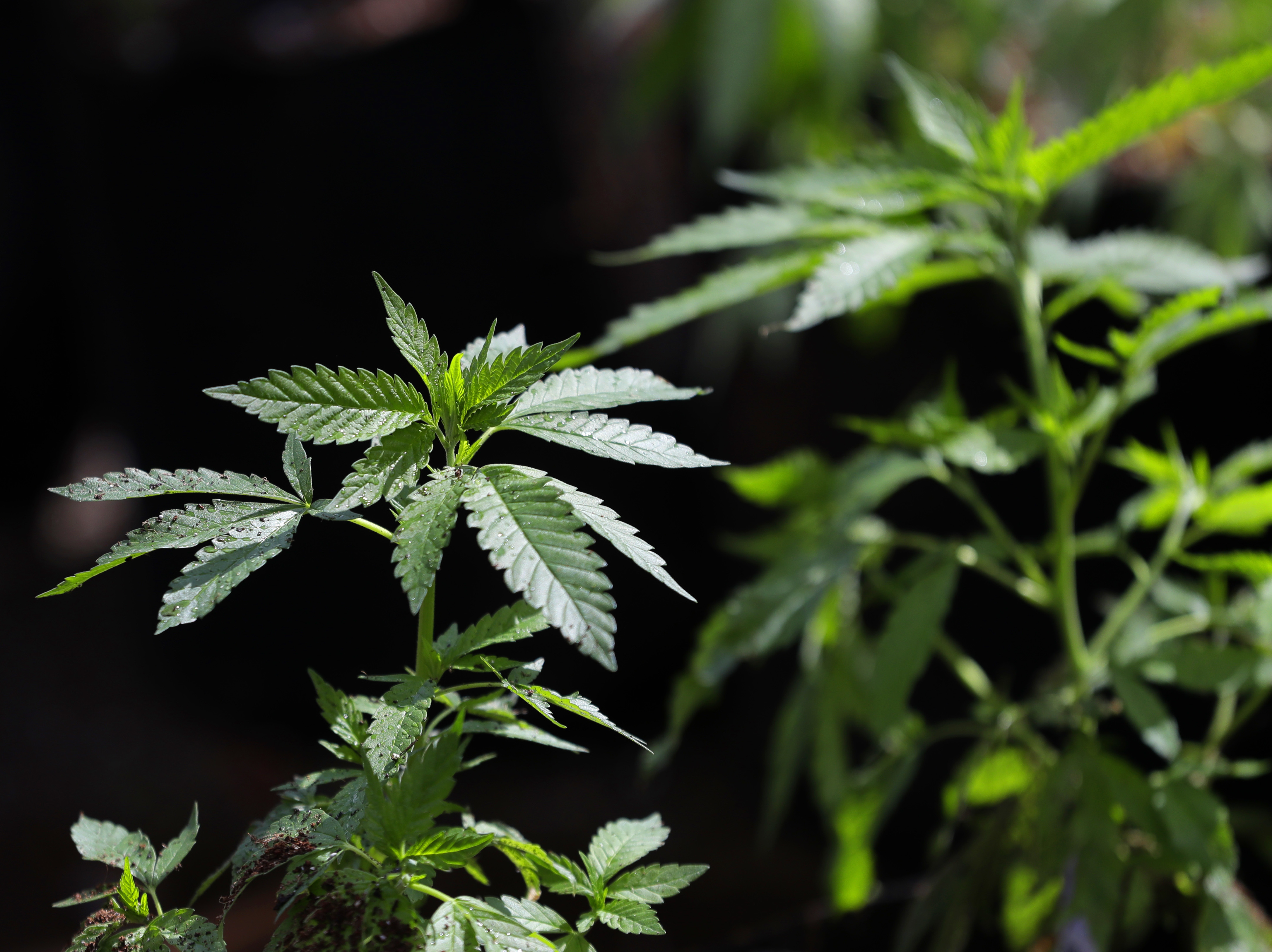 In this April 12, 2018, file photo, a marijuana plant awaits transplanting at the Hollingsworth Cannabis Company near Shelton, Wash.