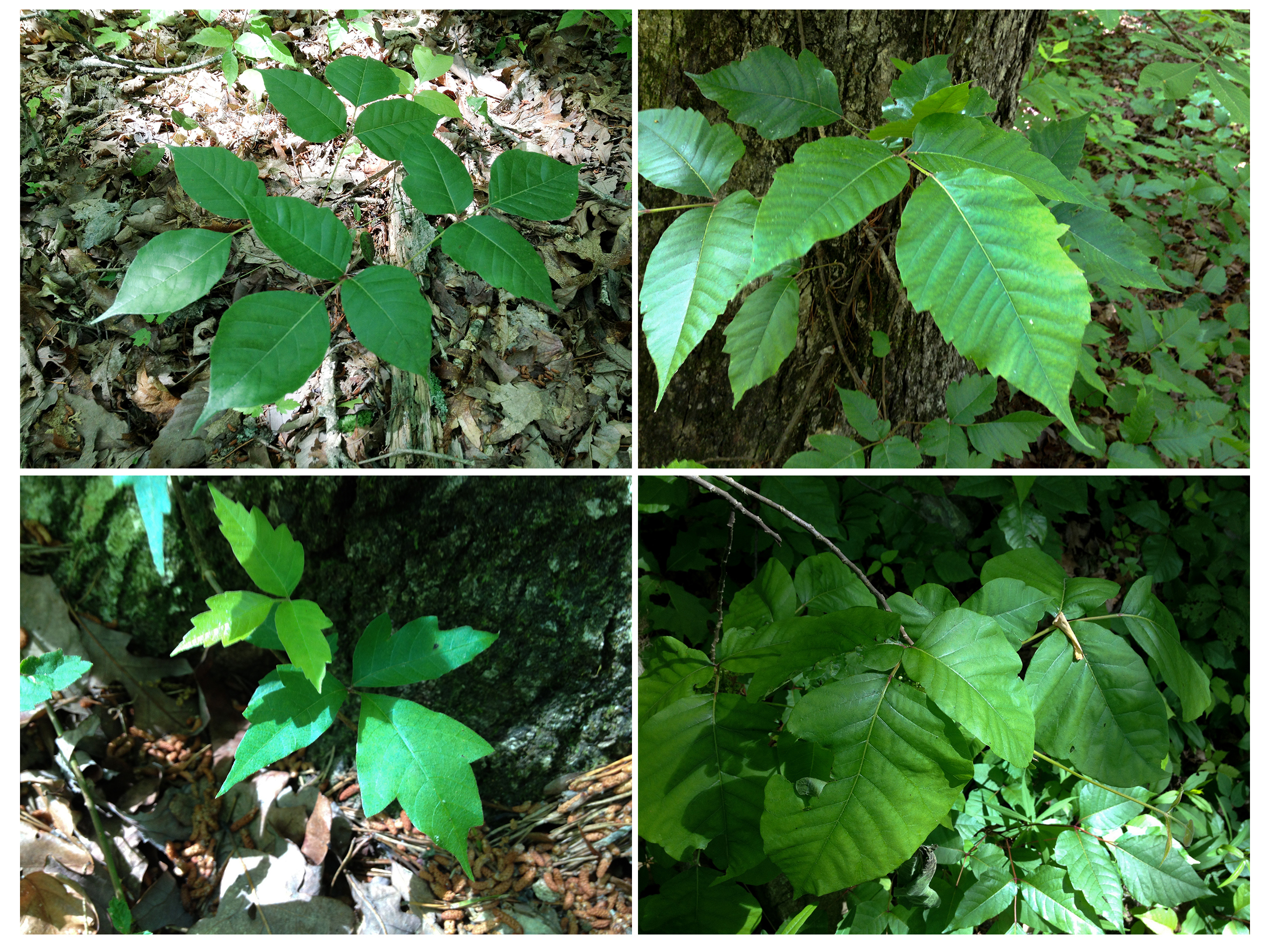 Don’t Touch! A Scientist’s Advice For Spotting Poison Ivy Before It