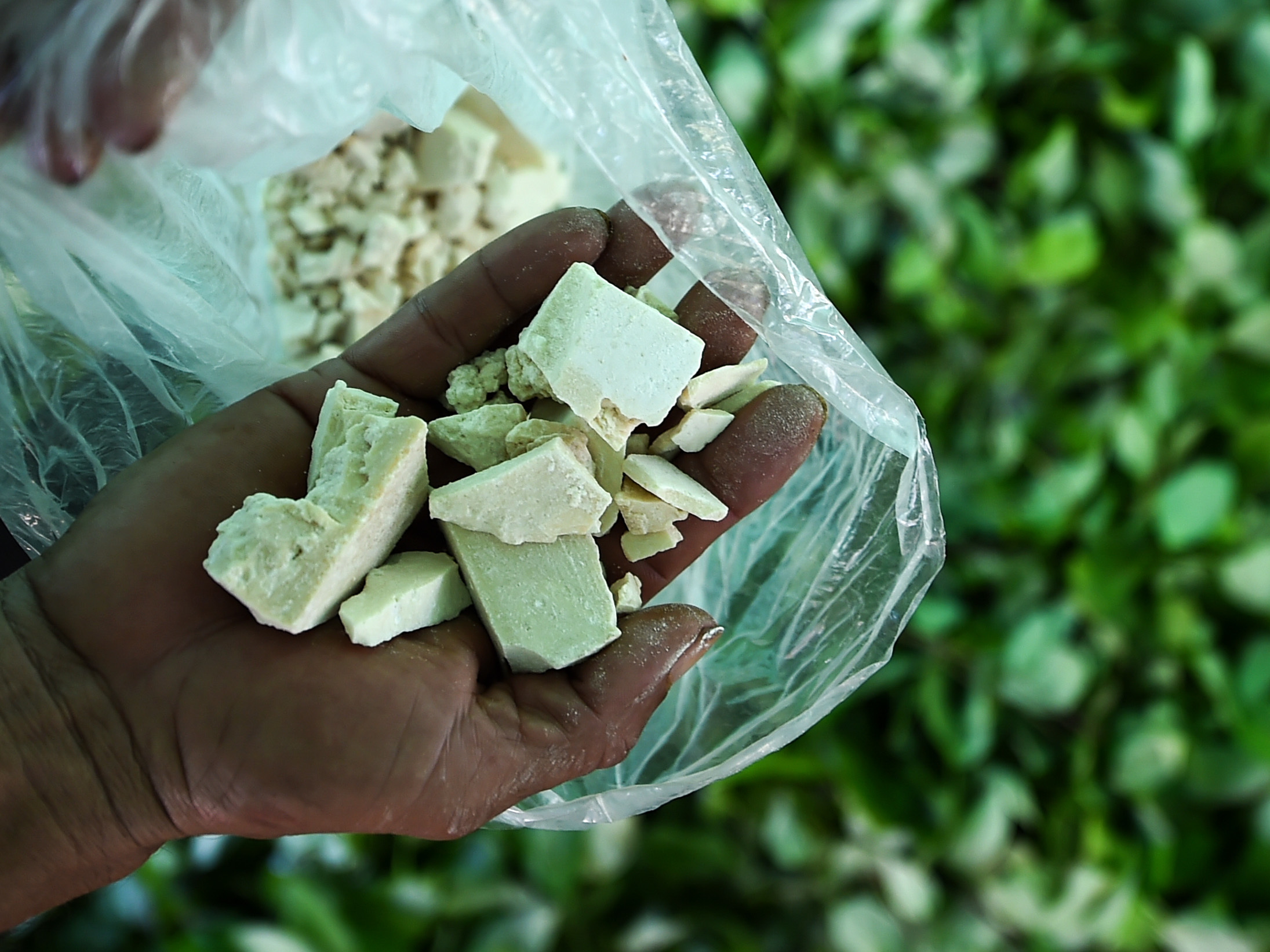 Colombia Is Growing Record Amounts Of Coca, The Key Ingredient In