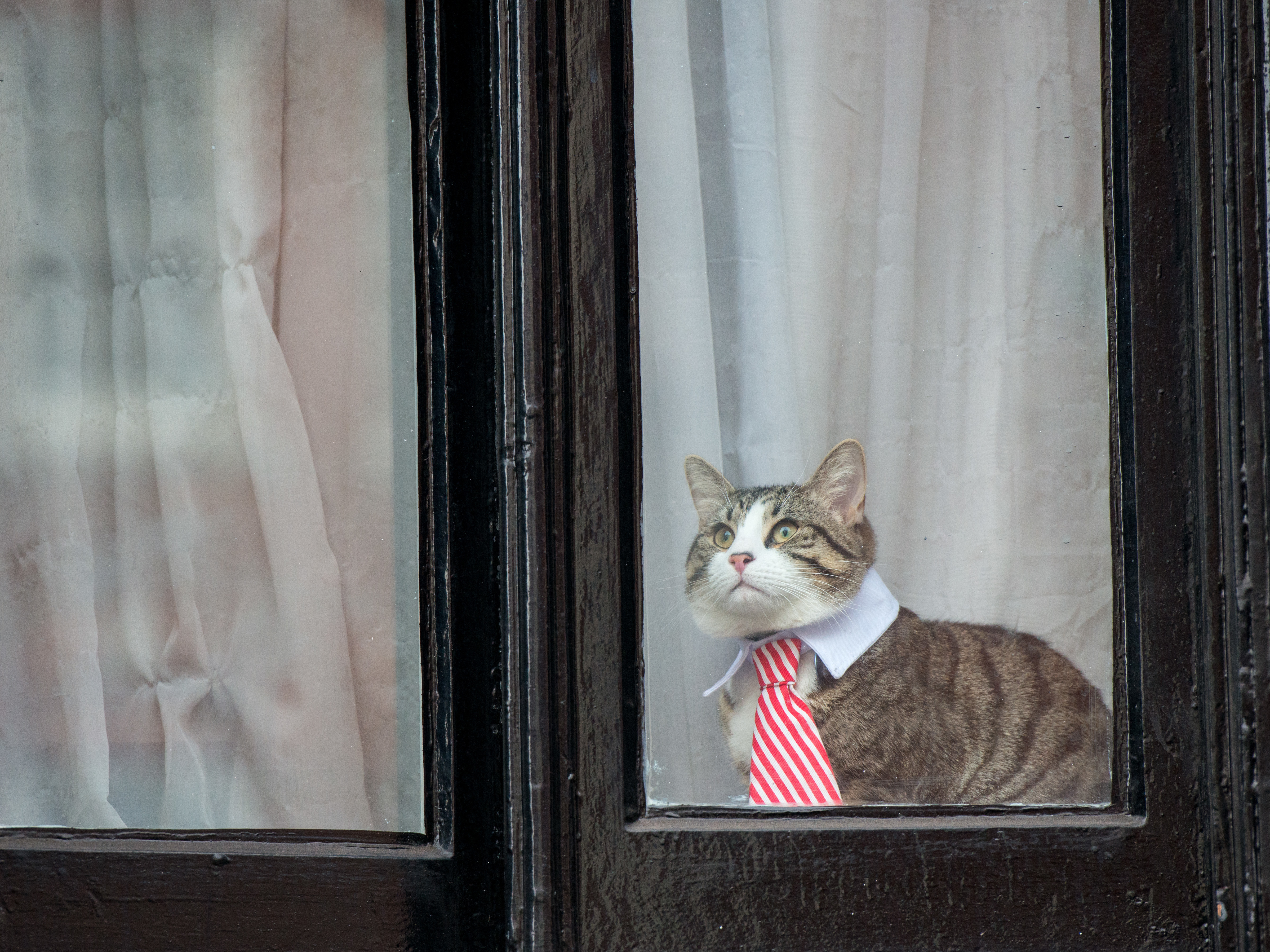 The Mystery Of Julian Assange’s Cat | Colorado Public Radio