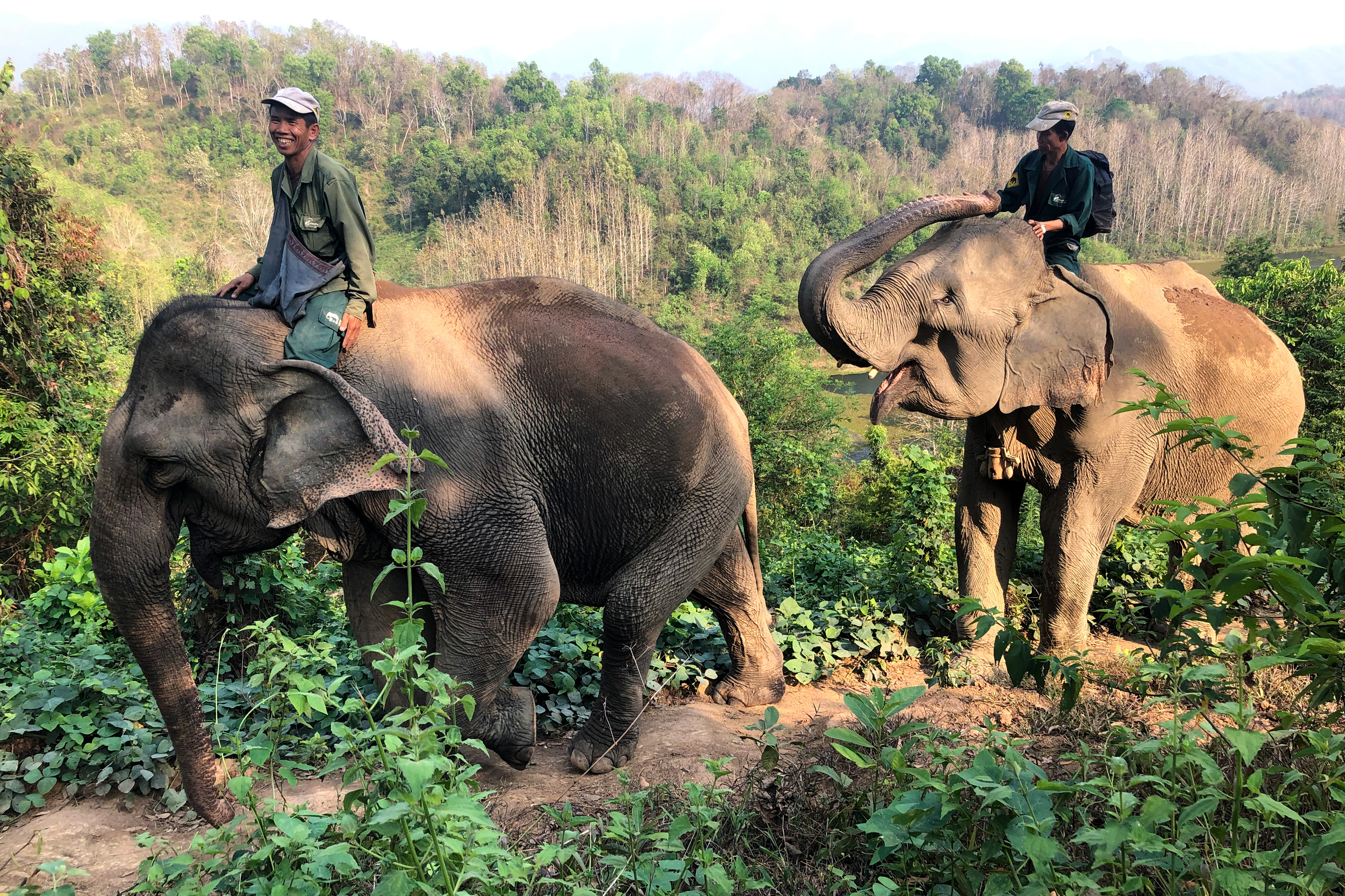 ‘A Million Elephants’ No More Conservationists In Laos Rush To Save An