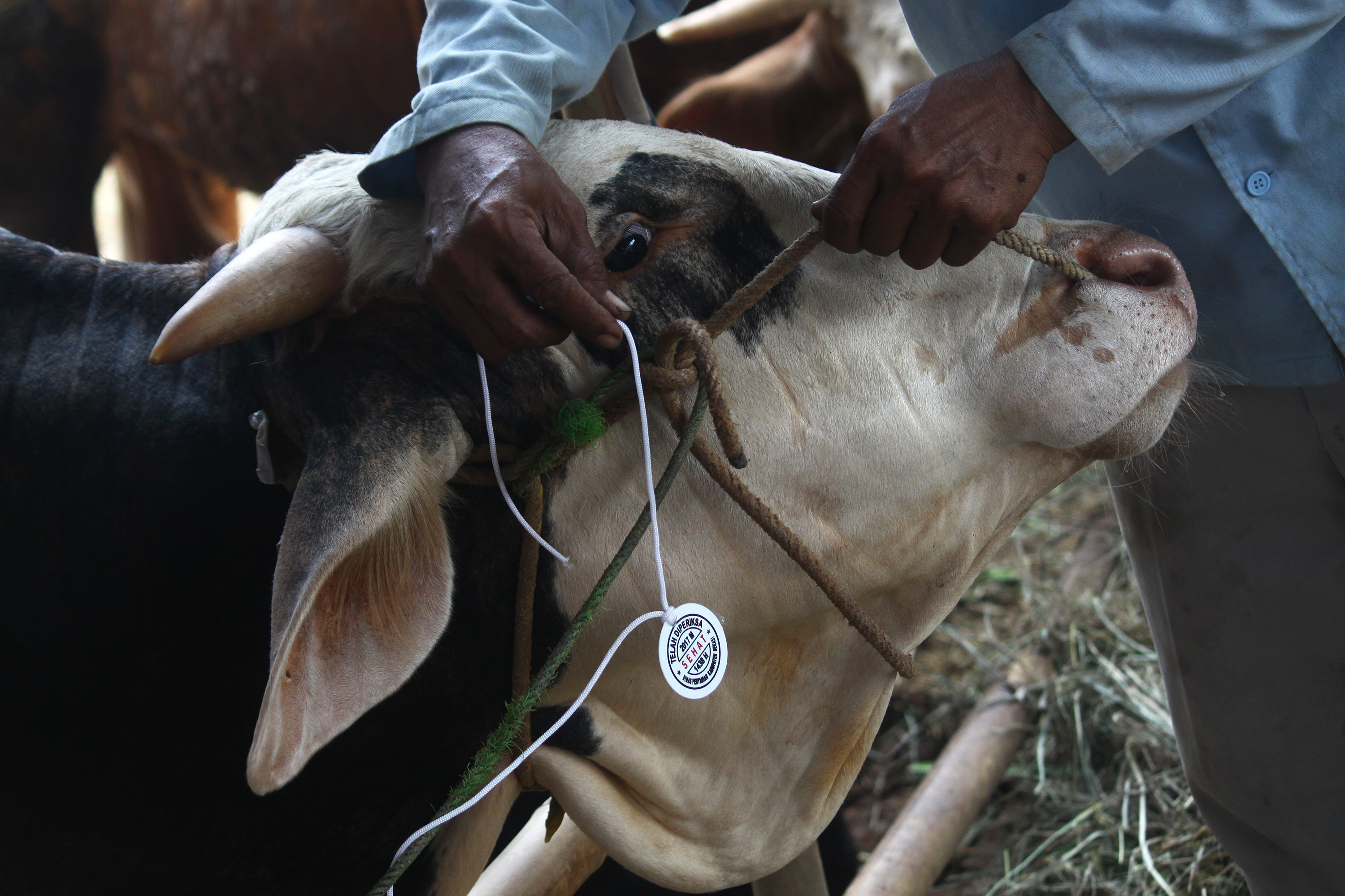 The Unanswered Questions About Anthrax Colorado Public Radio