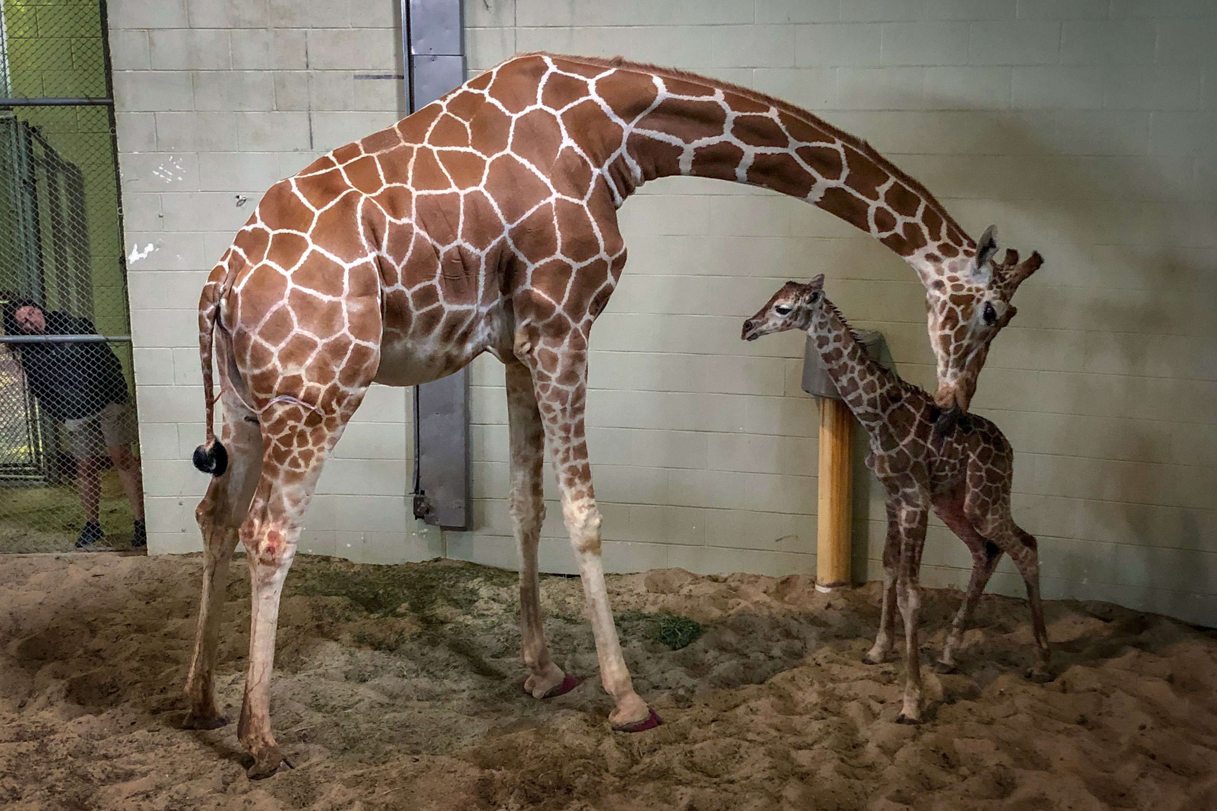 Cheyenne Mountain Zoo Welcomes Their Latest Baby Giraffe | Colorado ...