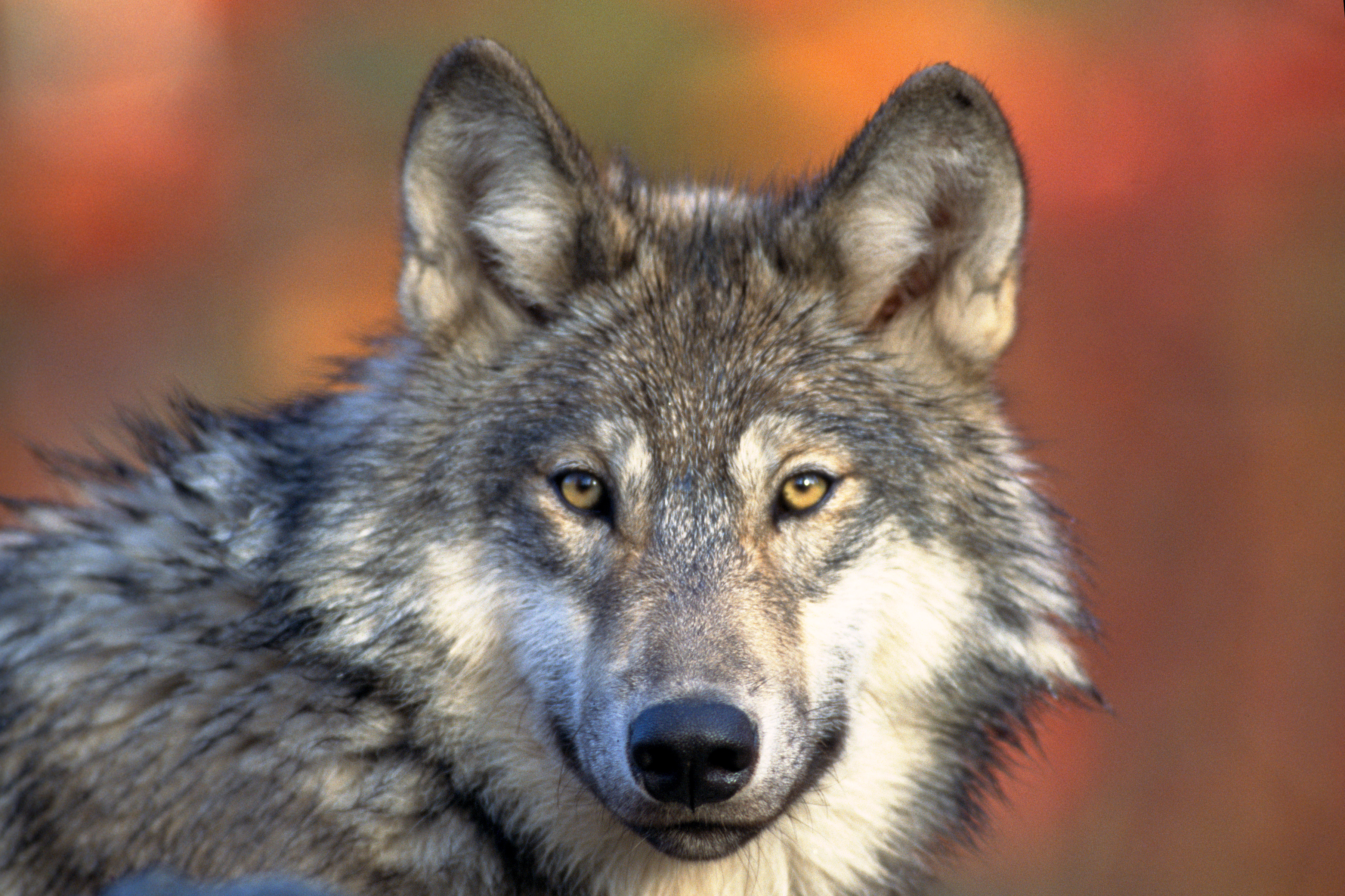 Feds approve Colorado's plan to reintroduce wolves — and kill them in some cases - Vimarsana News