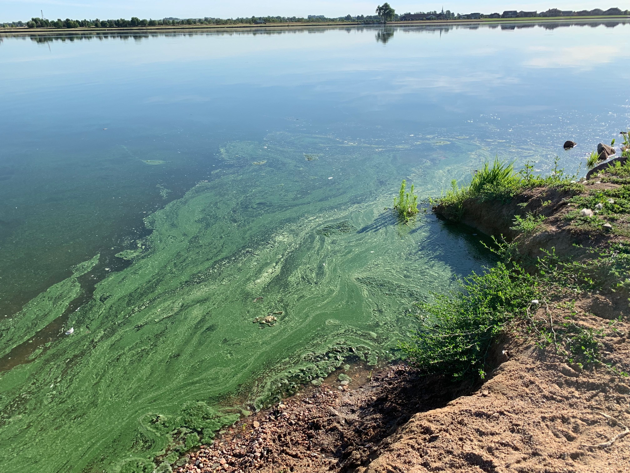 It's peak algae bloom season in Colorado reservoirs. Here's where it's worst and how to stay safe - Vimarsana News