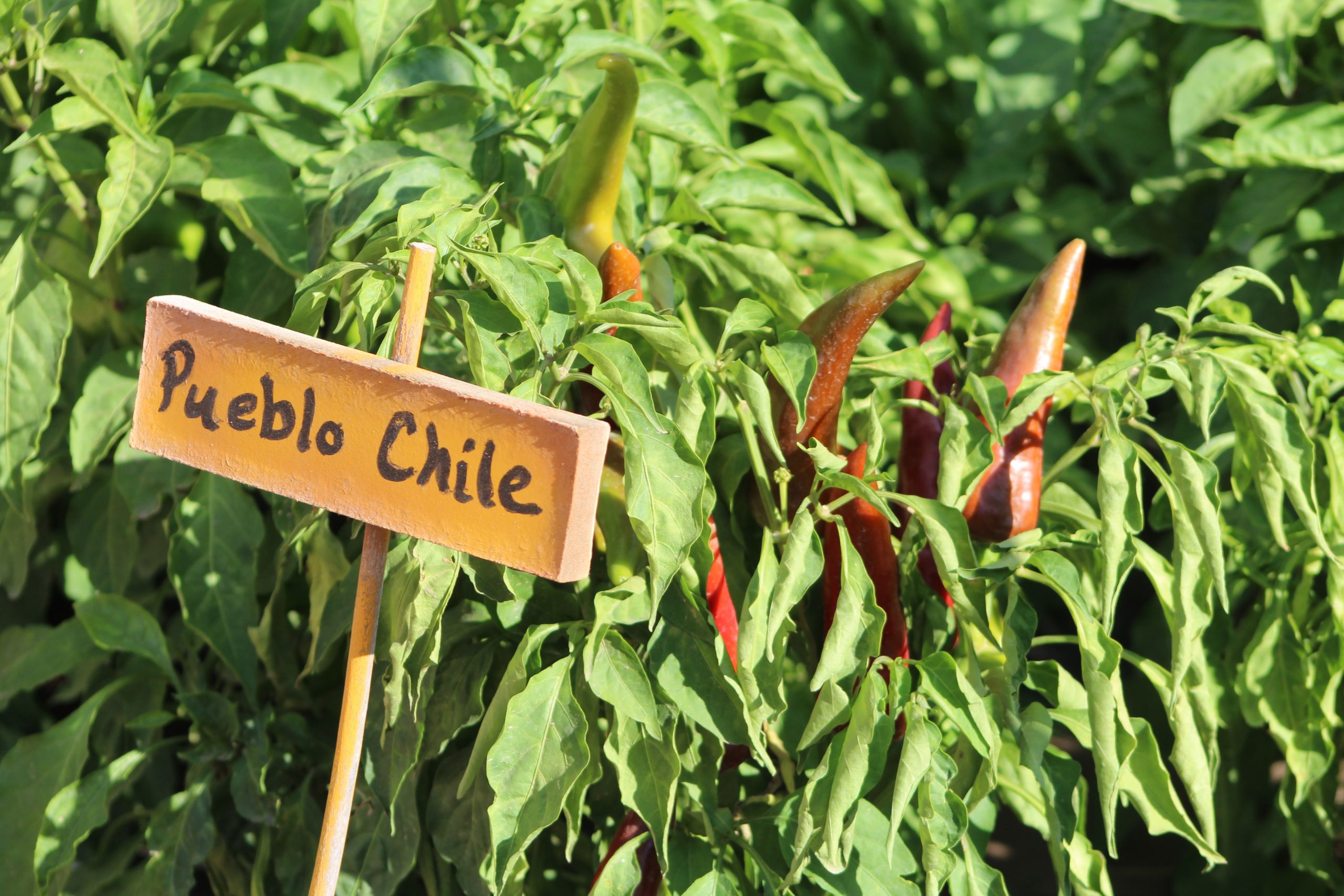 A late harvest won't affect the annual celebration of the Pueblo chile - Vimarsana News