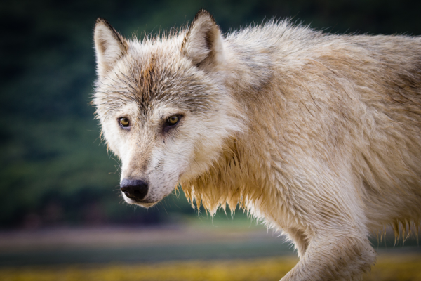 It's official: Oregon will supply wolves for Colorado's reintroduction project - Vimarsana News