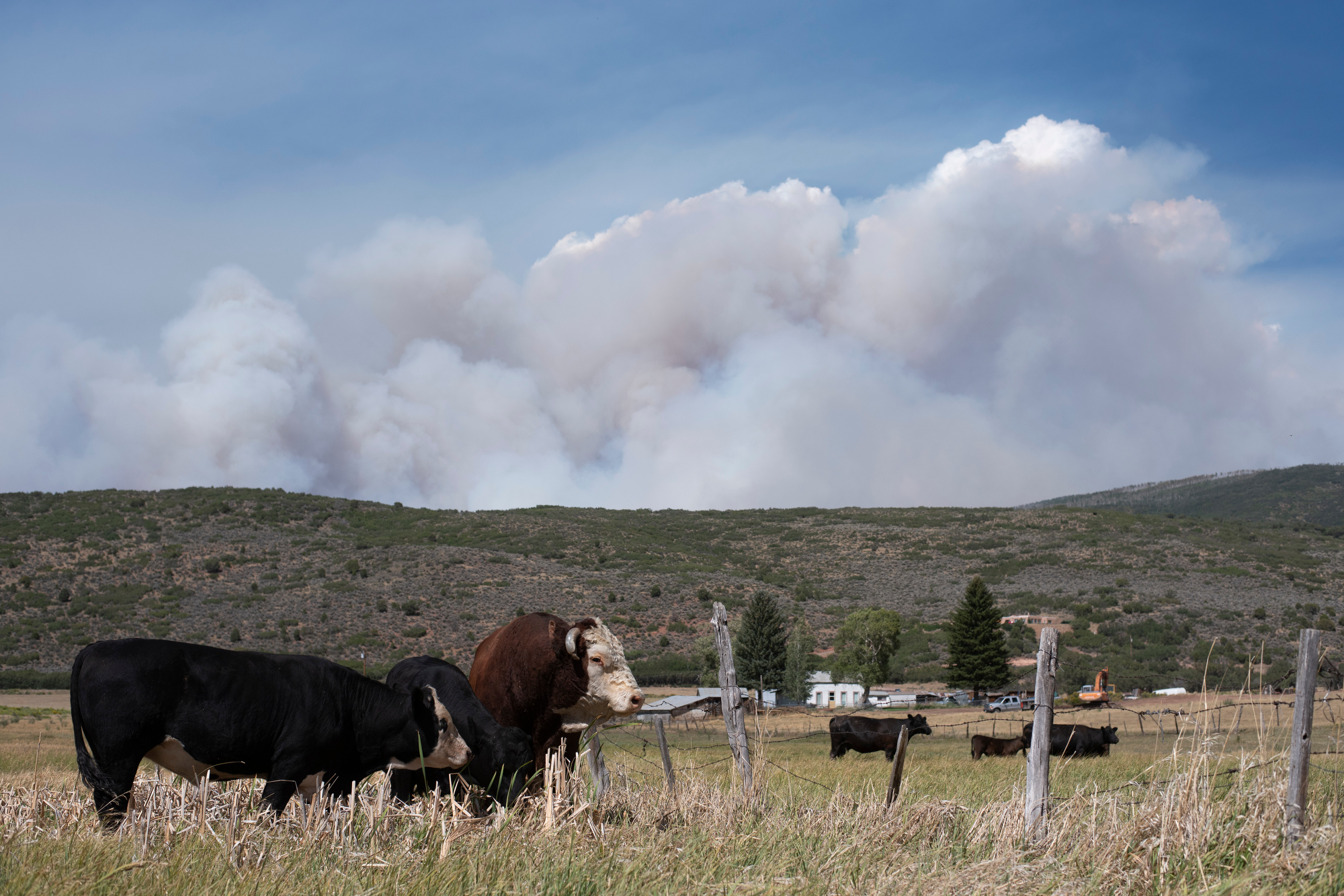 GRIZZLY CREEK FIRE GLENWOOD SPRINGS LIVESTOCK 200813