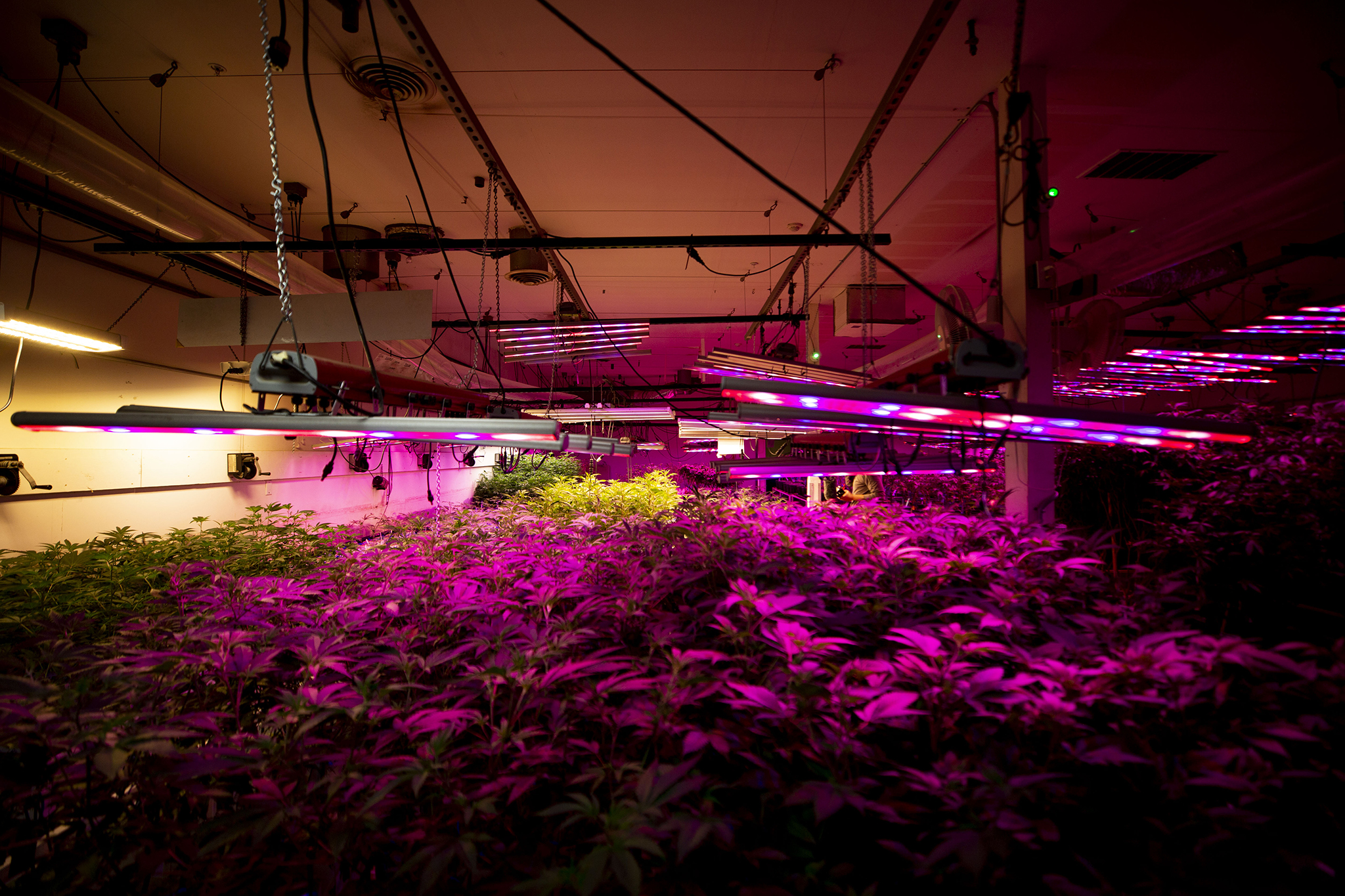 Growing Cannabis Indoors Has A Big Climate Impact. Doesn't The Industry Go Outside? | Colorado Public