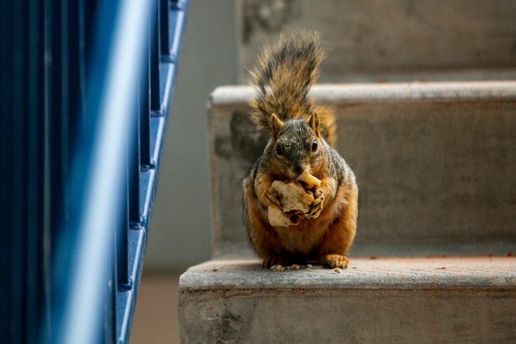 Curiosity killed not one, but two squirrels — and left Castle Rock residents without power