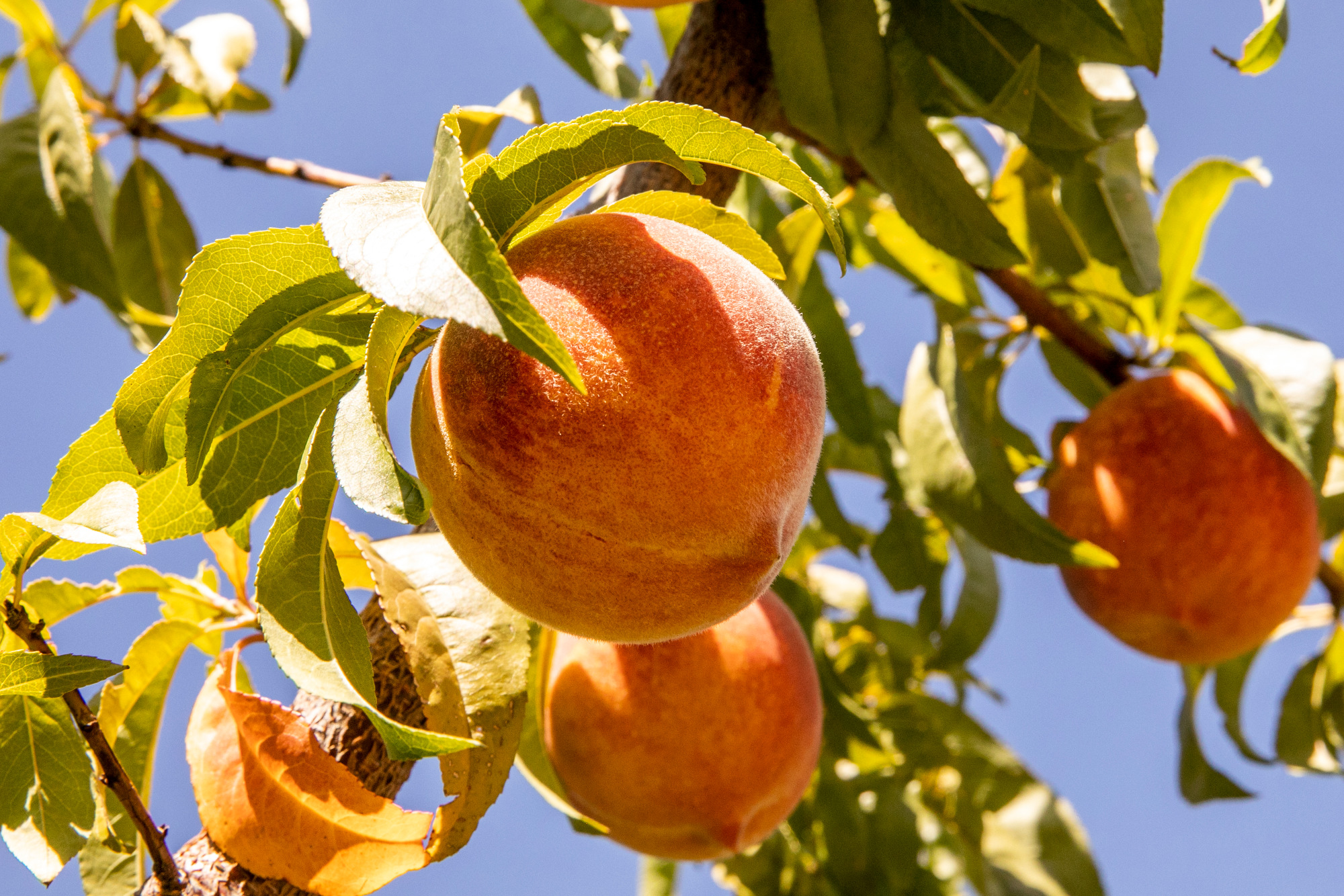 Palisade peaches Colorado Public Radio