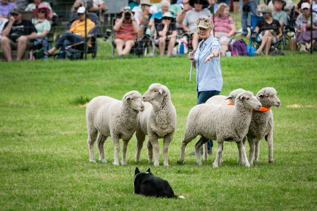 Border collie best sale herding sheep competition