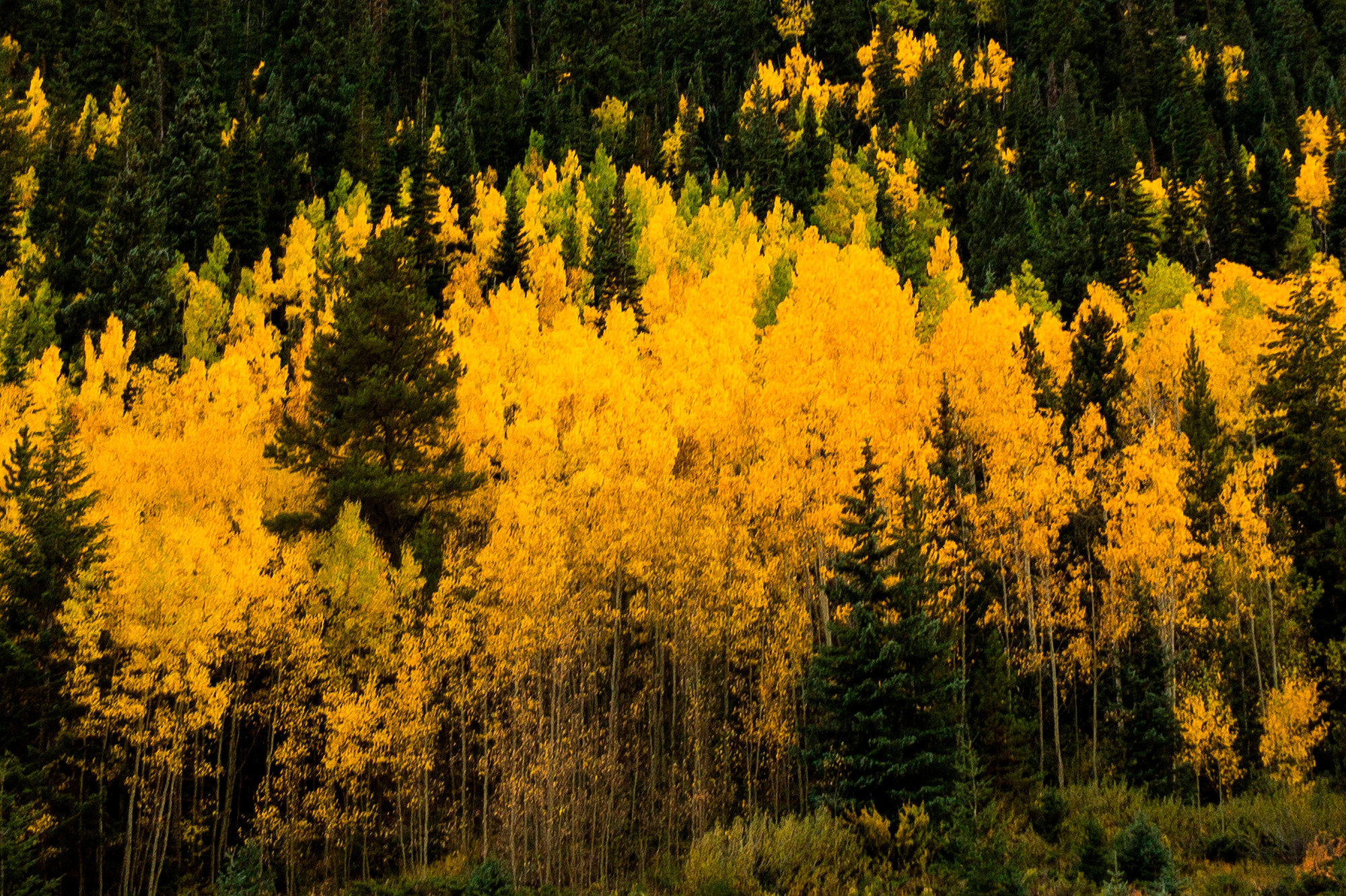 Fall colors Colorado Public Radio