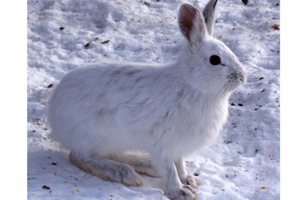 Snowshoe Hare Colorado Public Radio