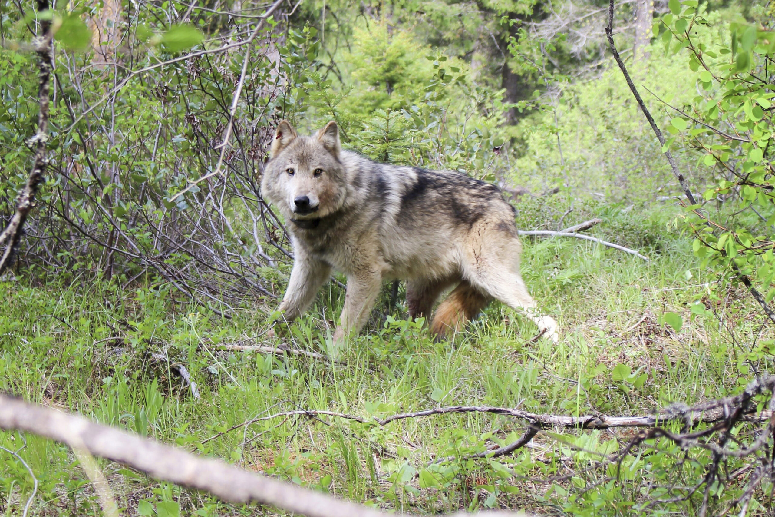 Colorado has released its plan to reintroduce wolves. Now, it has to