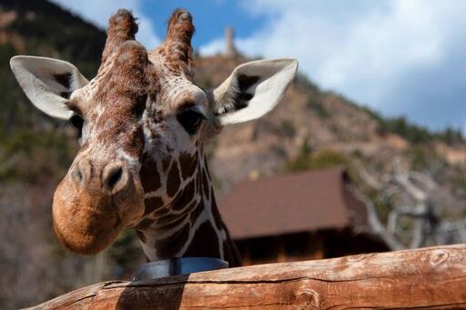 Cheyenne Mountain Zoo in Colorado Springs launches a giraffe care and ...