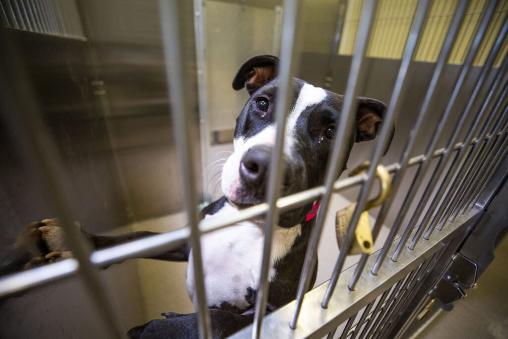 Front Range animal shelters are filling up. The pandemic, vet shortage