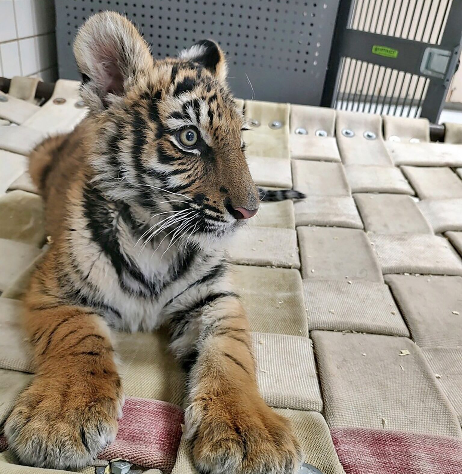 Duke the rescued Bengal tiger cub finds new home in Colorado Colorado