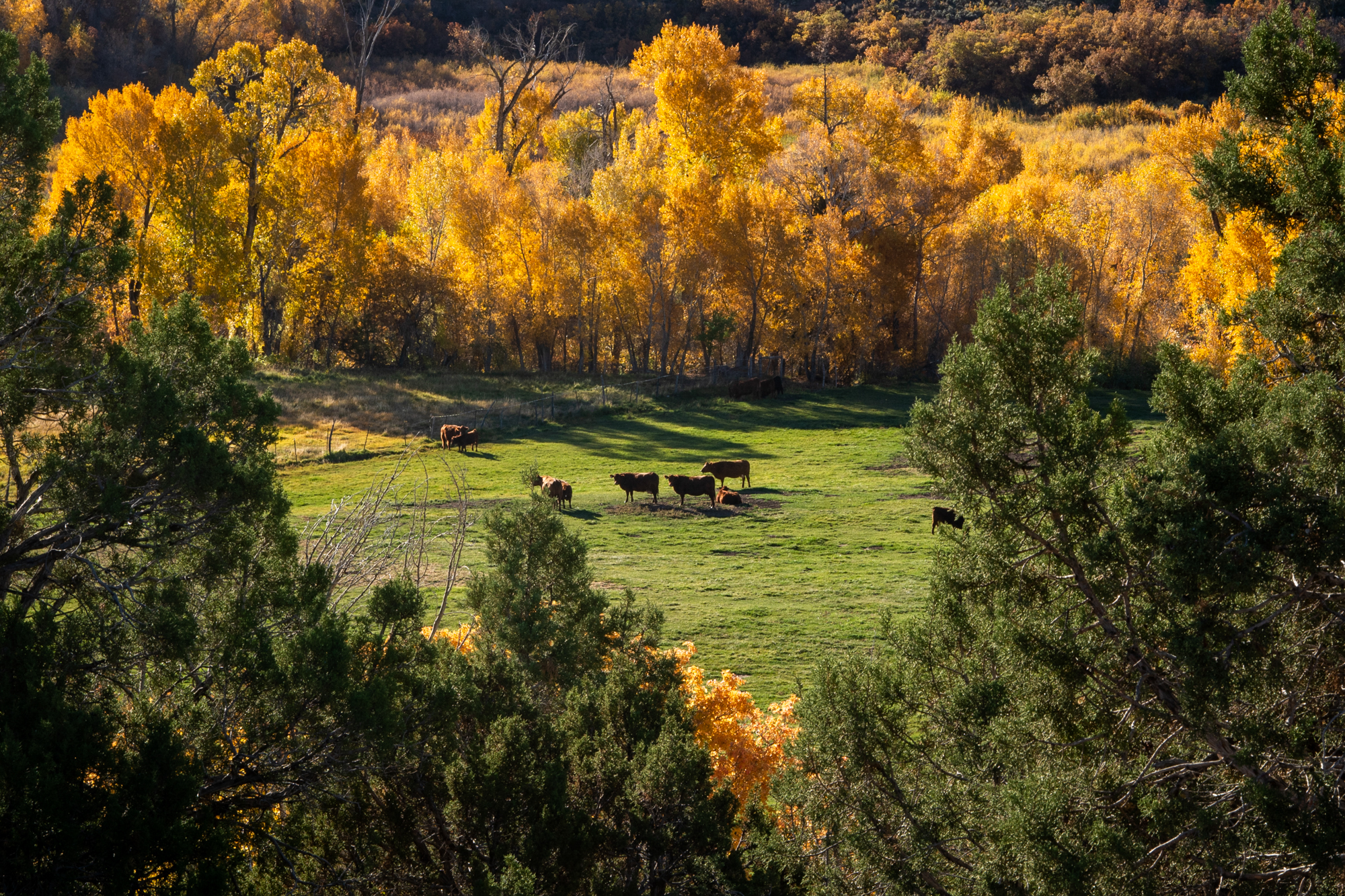 As stress and depression hit agricultural workers hard, Colorado lawmakers move to expand access to mental health resources - Vimarsana News