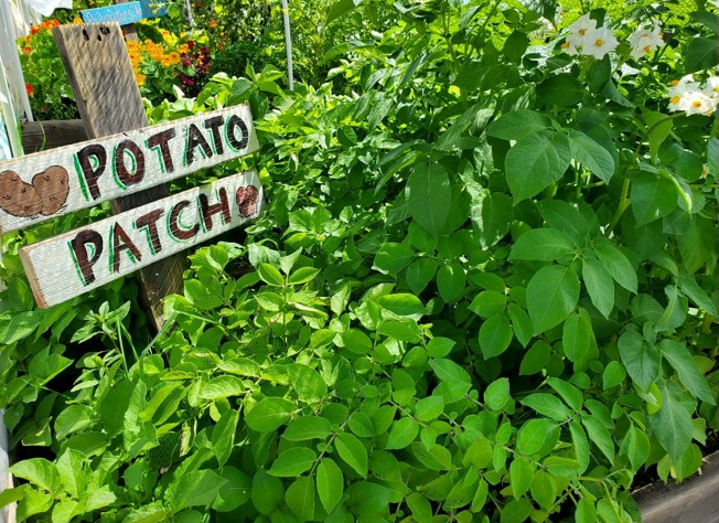 Hundreds of pounds of potatoes up for grabs in Woodland Park - Vimarsana News