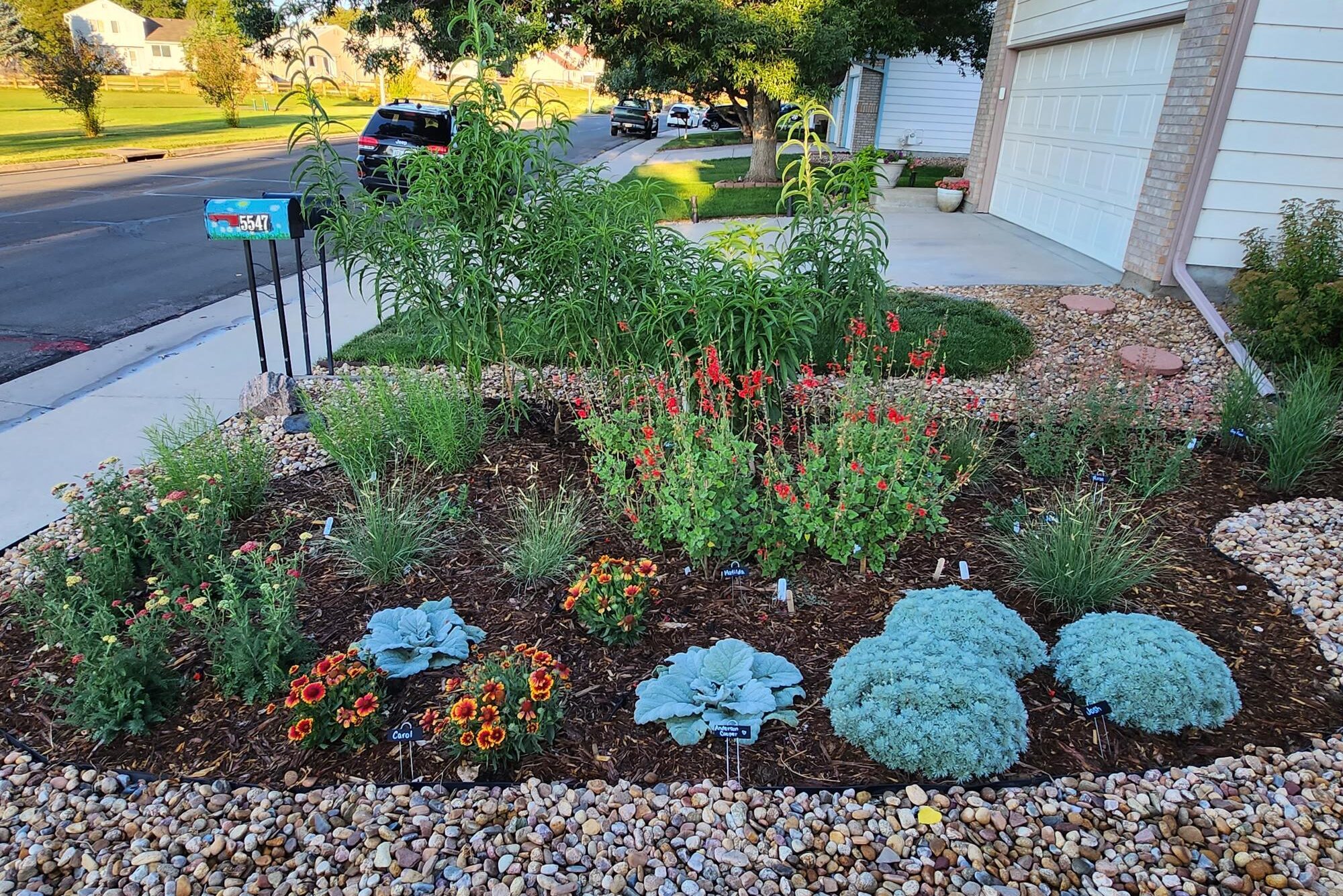 Thinking of swapping your lawn for a water-saving garden? This nonprofit has a 'plant-by-numbers' service to help - Vimarsana News