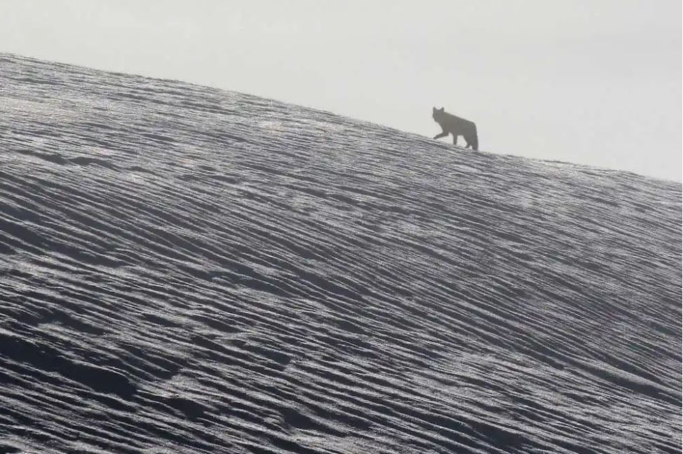 Middle schoolers have the chance to name Colorado's new wolves - Vimarsana News