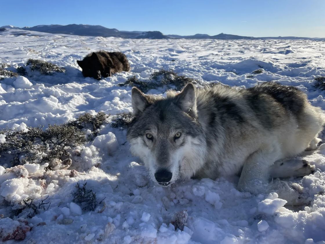 Wyoming is killing Colorado's wolves, again, and the state's keeping it secret - Vimarsana News