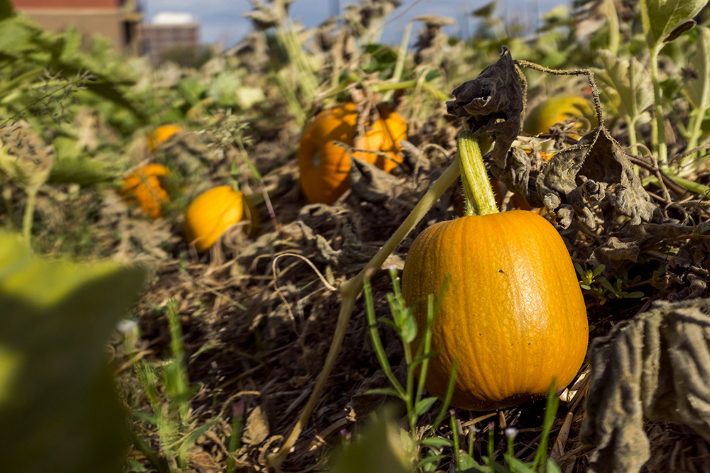 How extreme weather may have affected the pumpkins you picked for Halloween - Vimarsana News