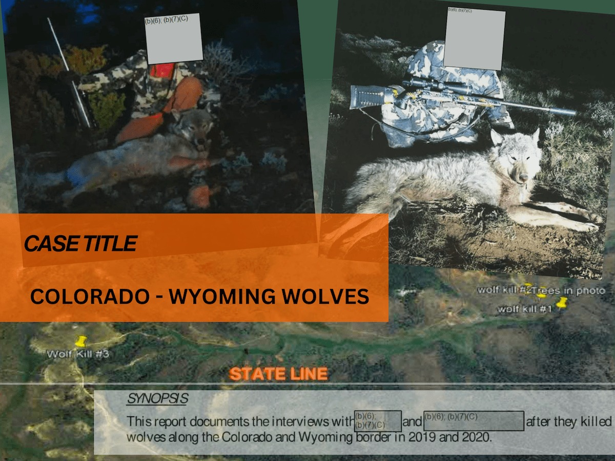 Border killings: How shooters lured historic Colorado wolves to their deaths in Wyoming - Vimarsana News