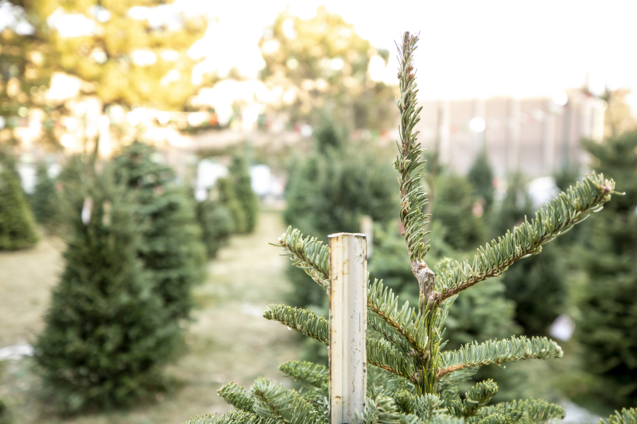 How to recycle your Christmas tree in 2024 Colorado Public Radio