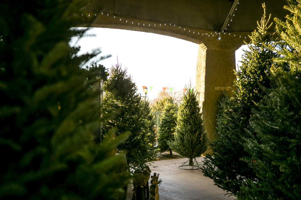 Christmas trees for sale in Denver's Berkeley neighborhood. Dec. 1, 2023.