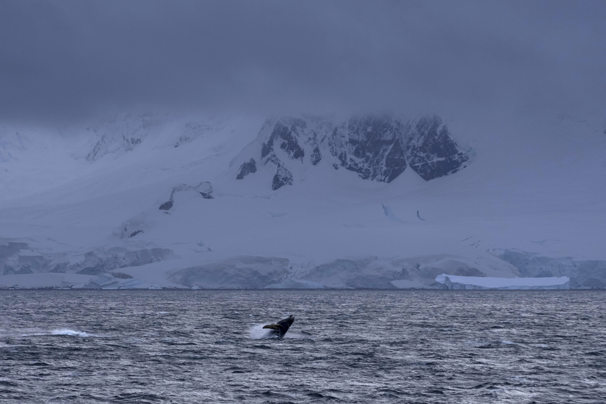 The Antarctic Ocean plays a critical role in regulating the world's climate. Warming temps are throwing it off balance - Vimarsana News