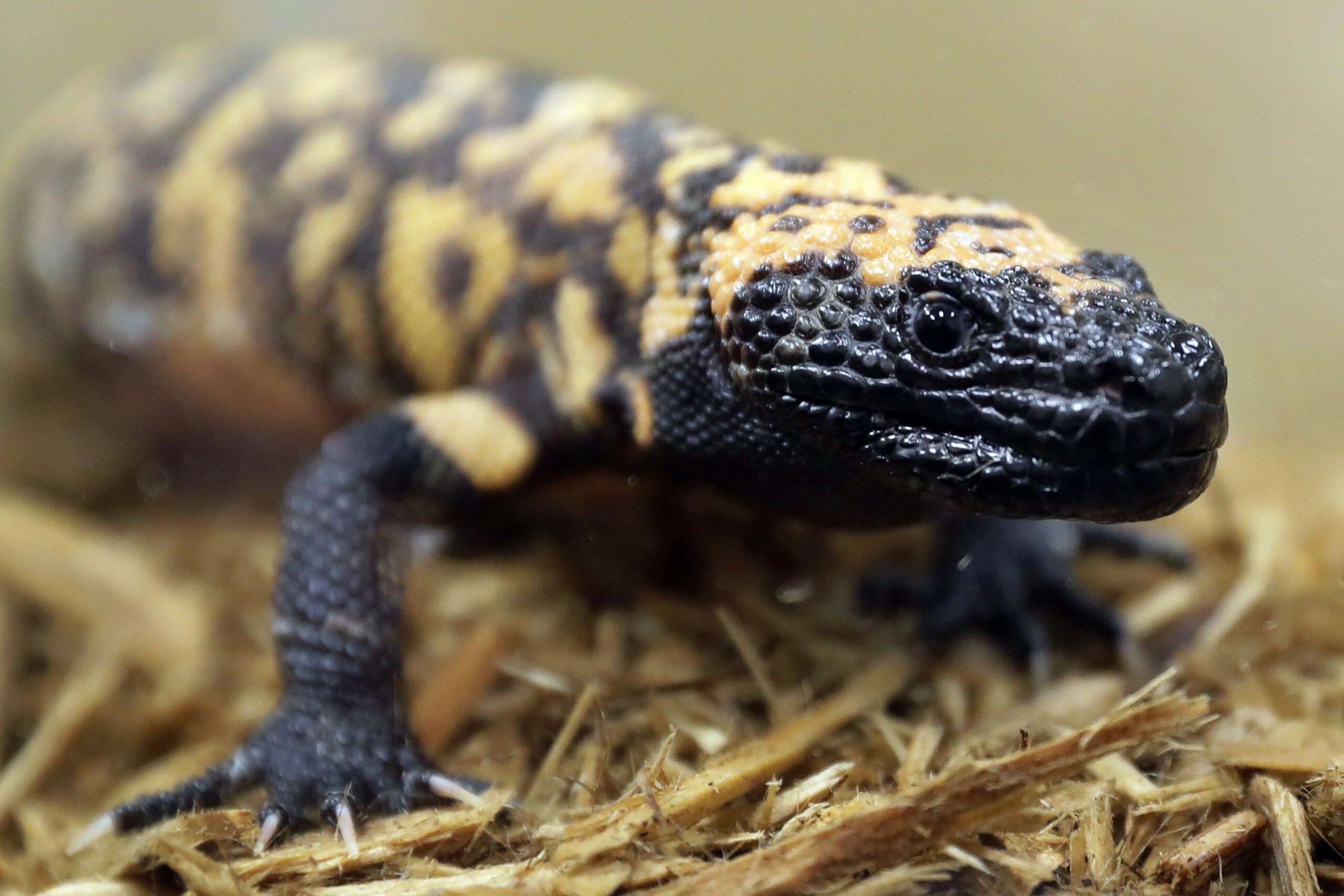 A Colorado man died after a Gila monster bite. Some question the wisdom of keeping the lizards as pets - Vimarsana News