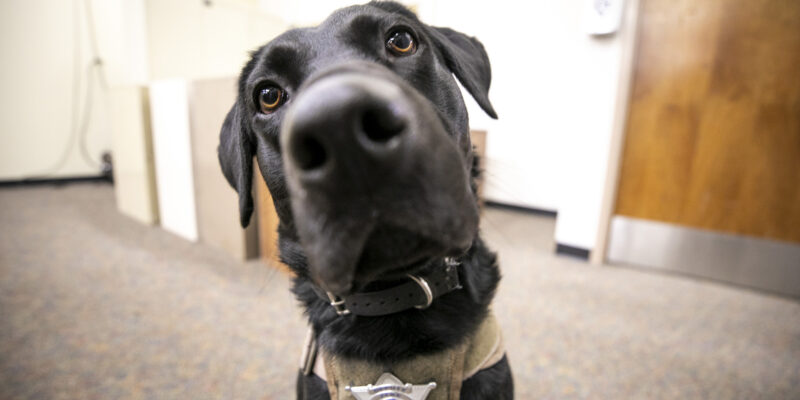 Zeke the police dog has a nose for cell phones and other electronic devices - Vimarsana News