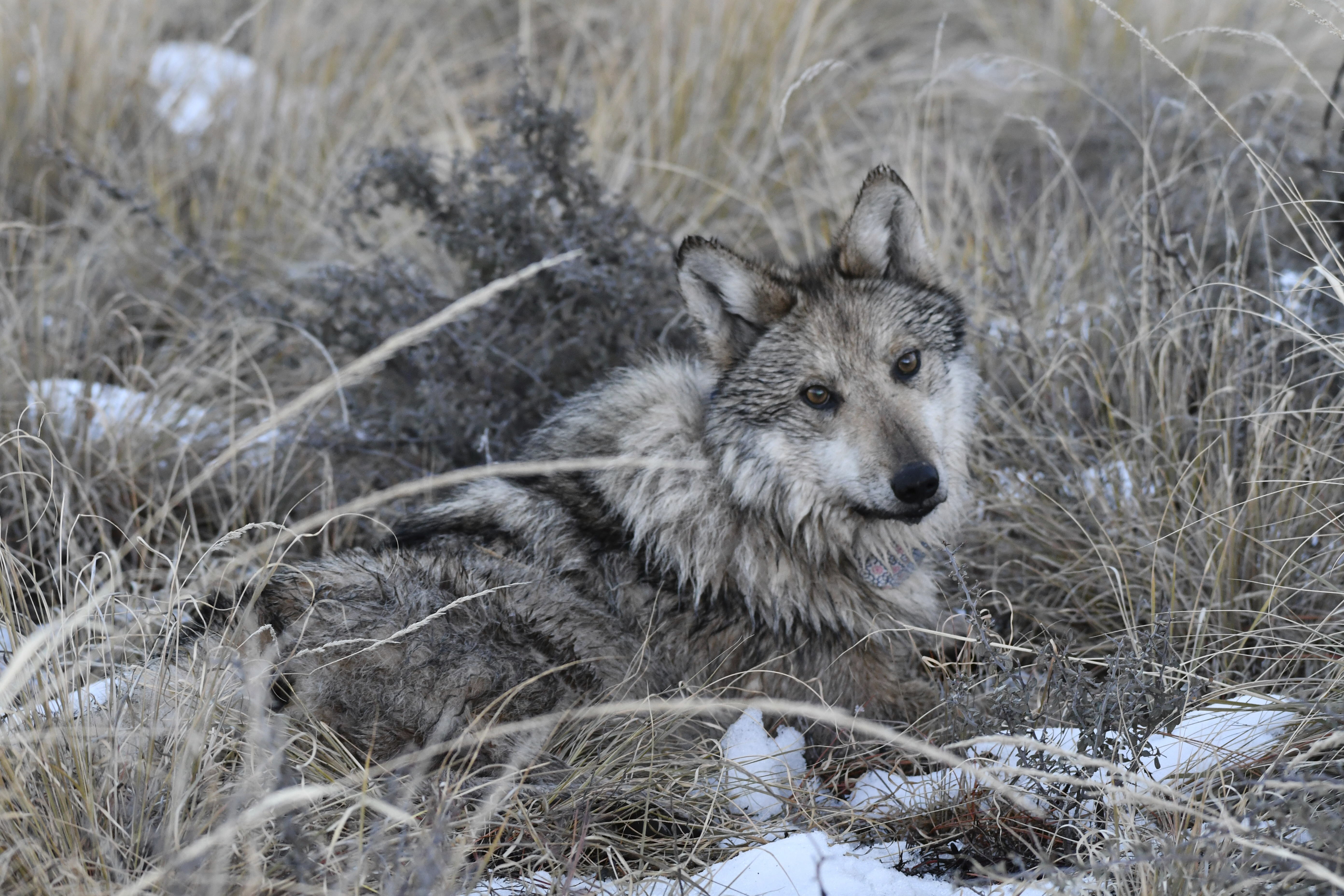 exodus、overdose 、wolf A wolf captured in Colorado died due to a gunshot wound