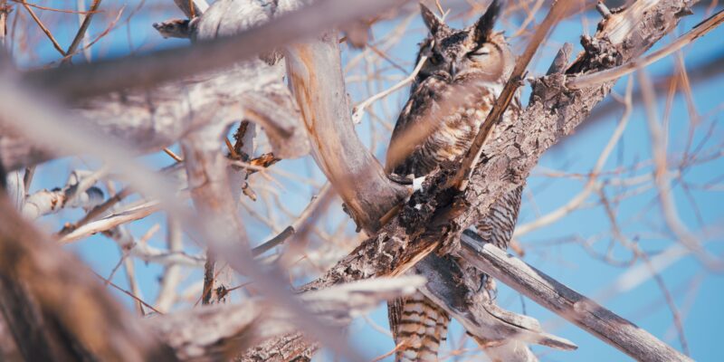 When the hail starts pelting, what happens to Colorado's birds? - Vimarsana News