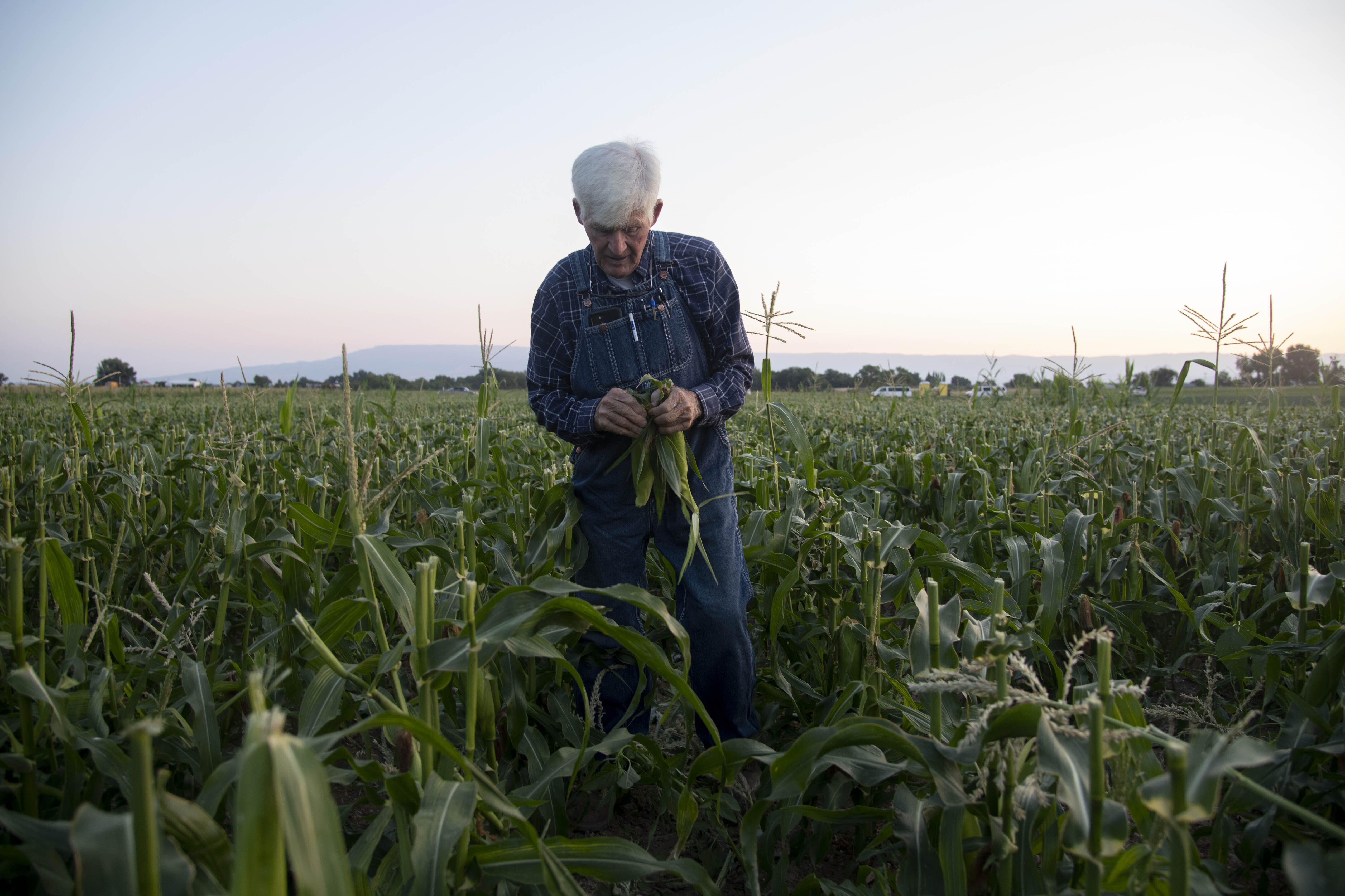 Olathe sweet corn’s most famous grower scales back operations