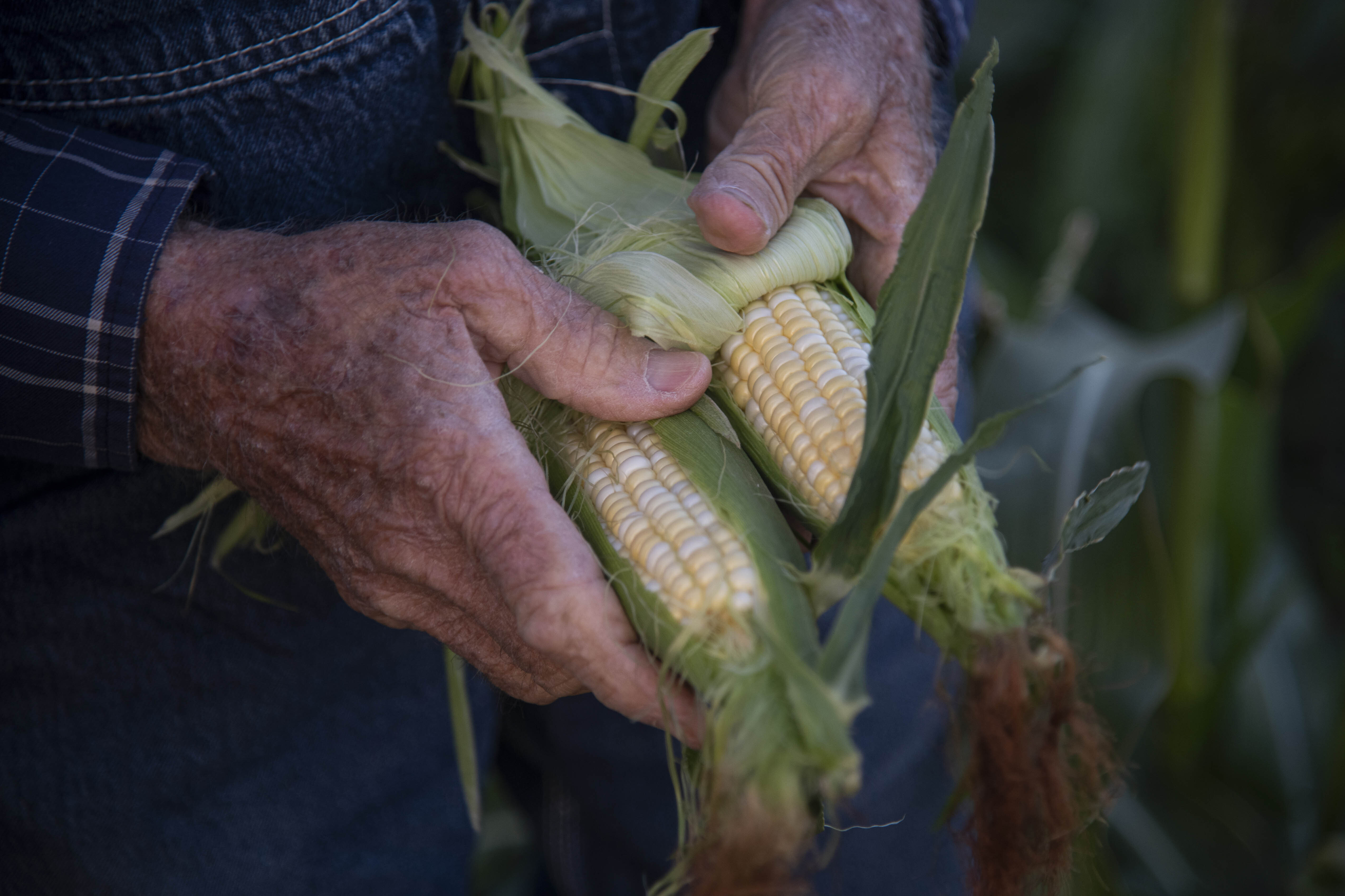 Researchers and farmers hope insecticides and STD-carrying moths help ...