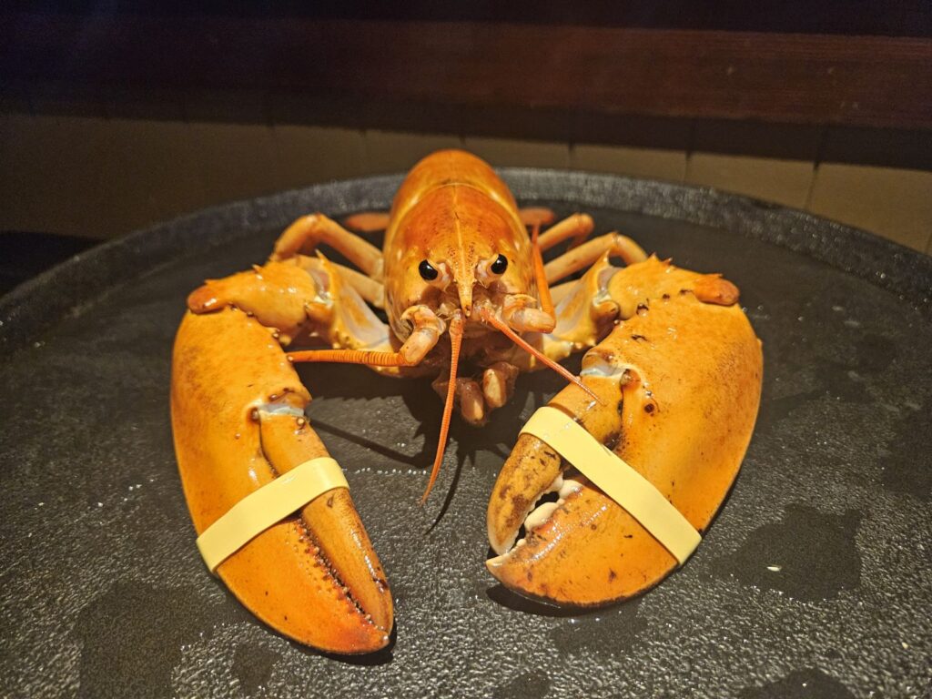 EderDaBaBu Orange Lobster ロブスター25cm A rare orange lobster destined for dinner was saved by Broncos fans