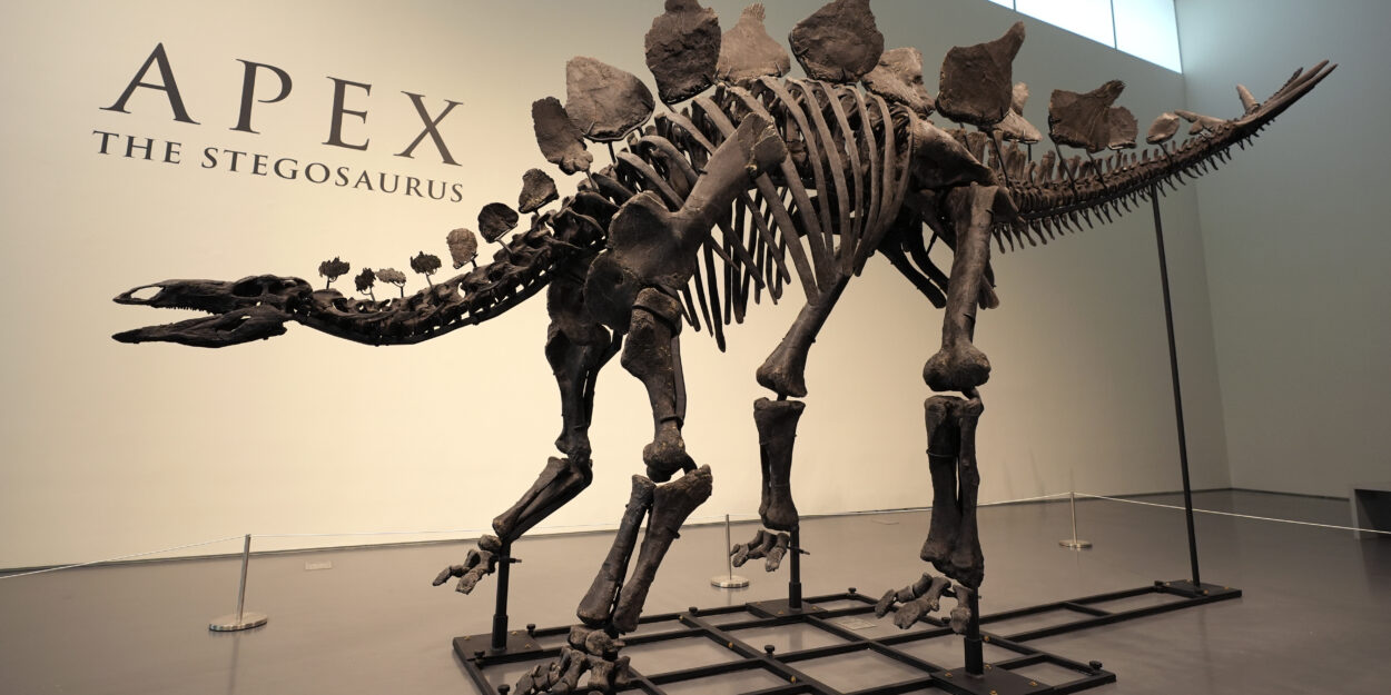 Nearly complete fossil of stegosaurus dinosaur discovered in