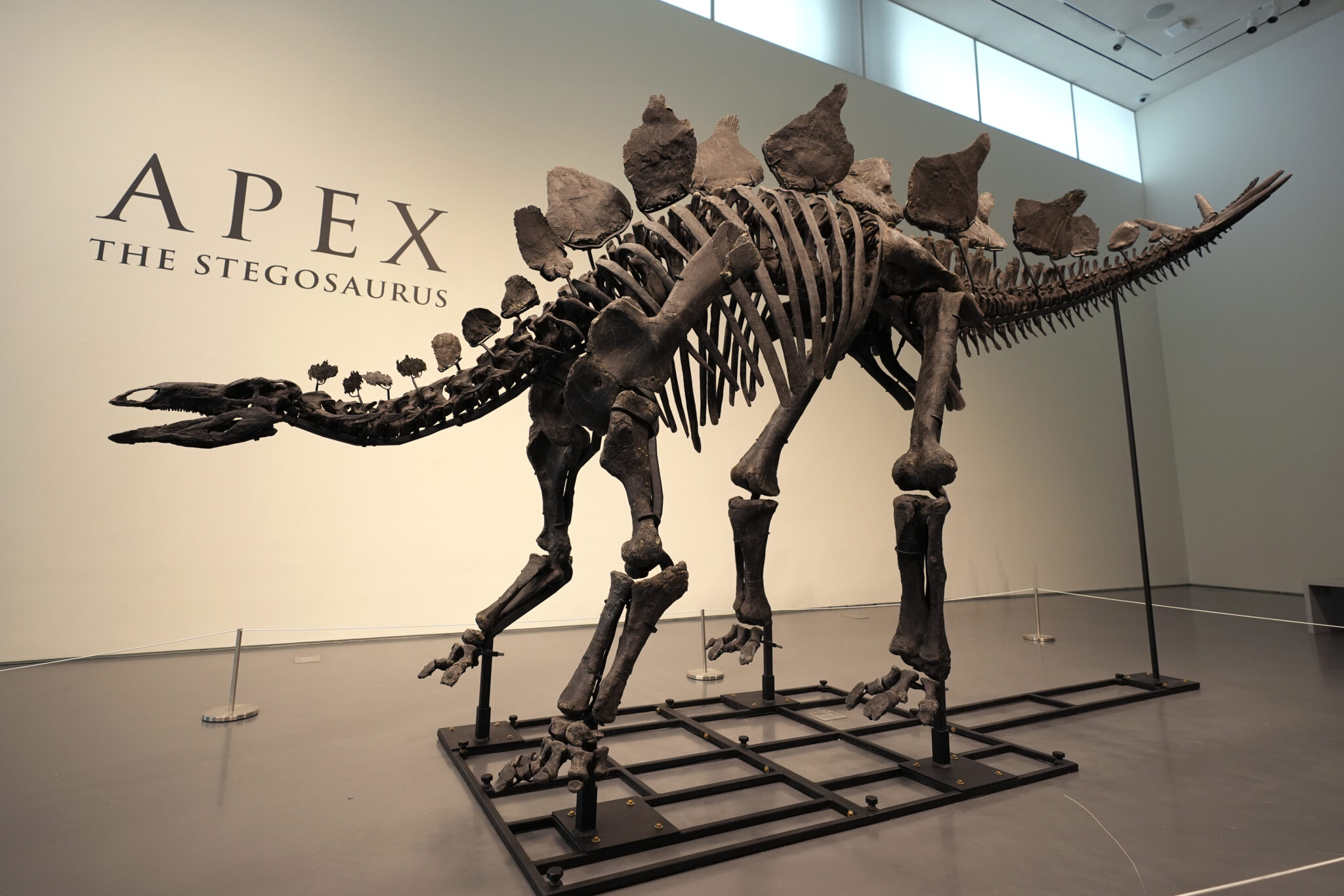 Nearly complete fossil of stegosaurus dinosaur discovered in