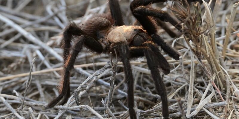 tarantula-one-courtesy-James-