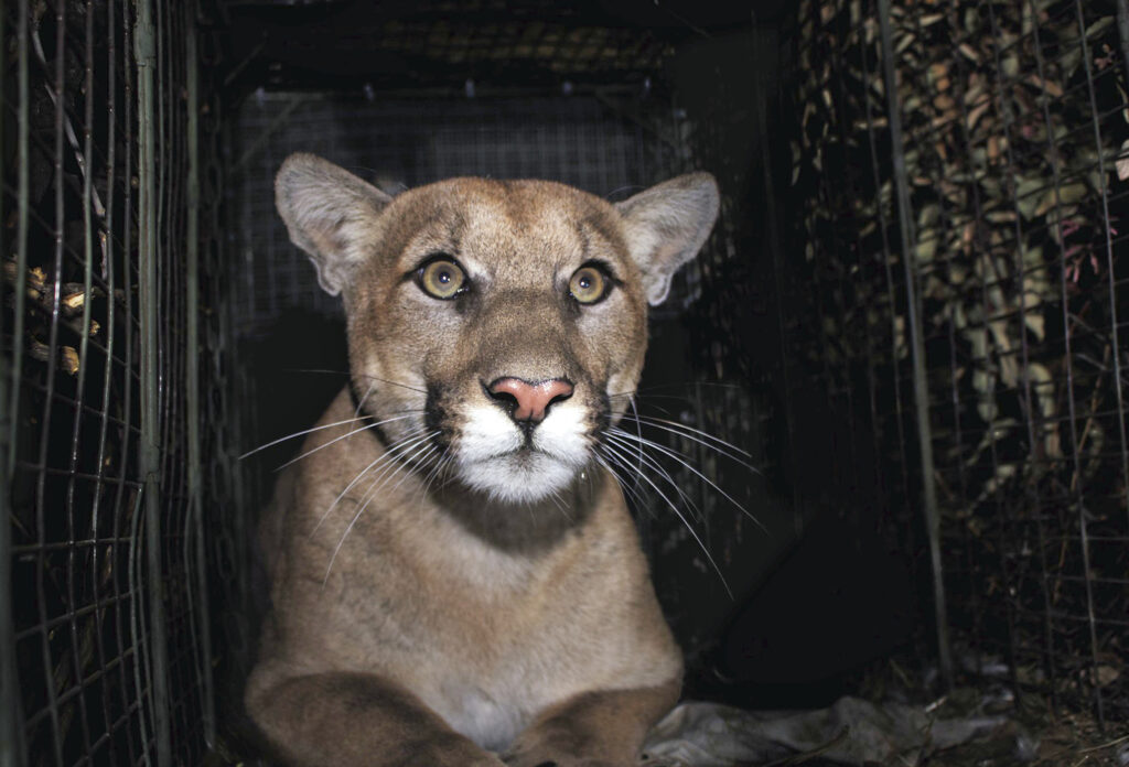 反対派と支持者らは、大型ネコ科動物の狩猟禁止を否決した際、有権者はオオカミのことを念頭に置いていたと語る