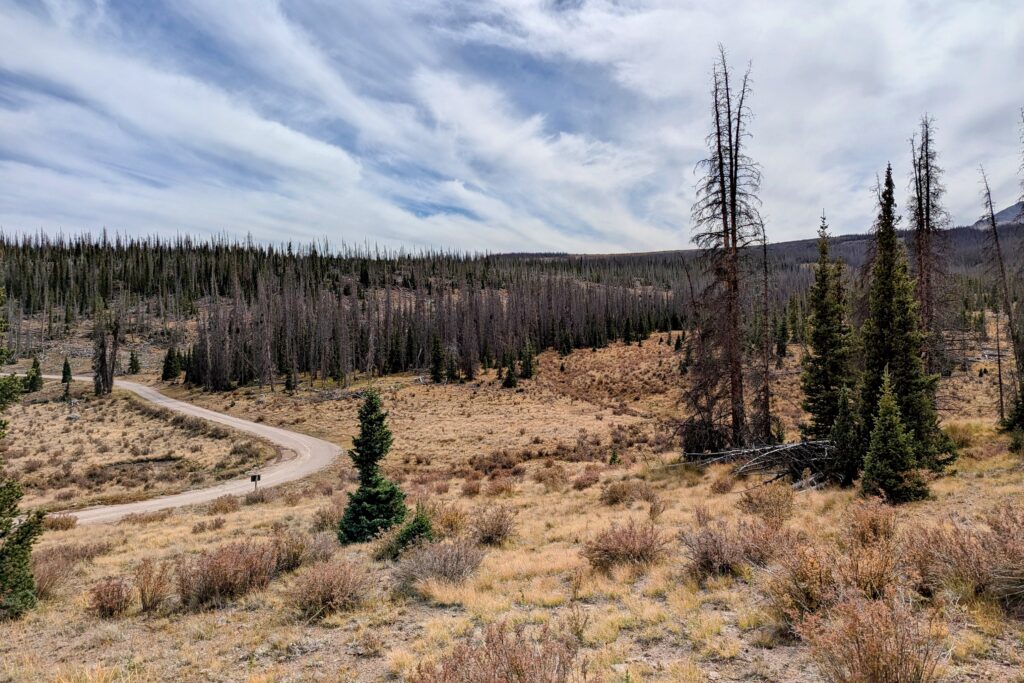 Forest Colorodo Colorado forests are emitting carbon | Colorado Public Radio